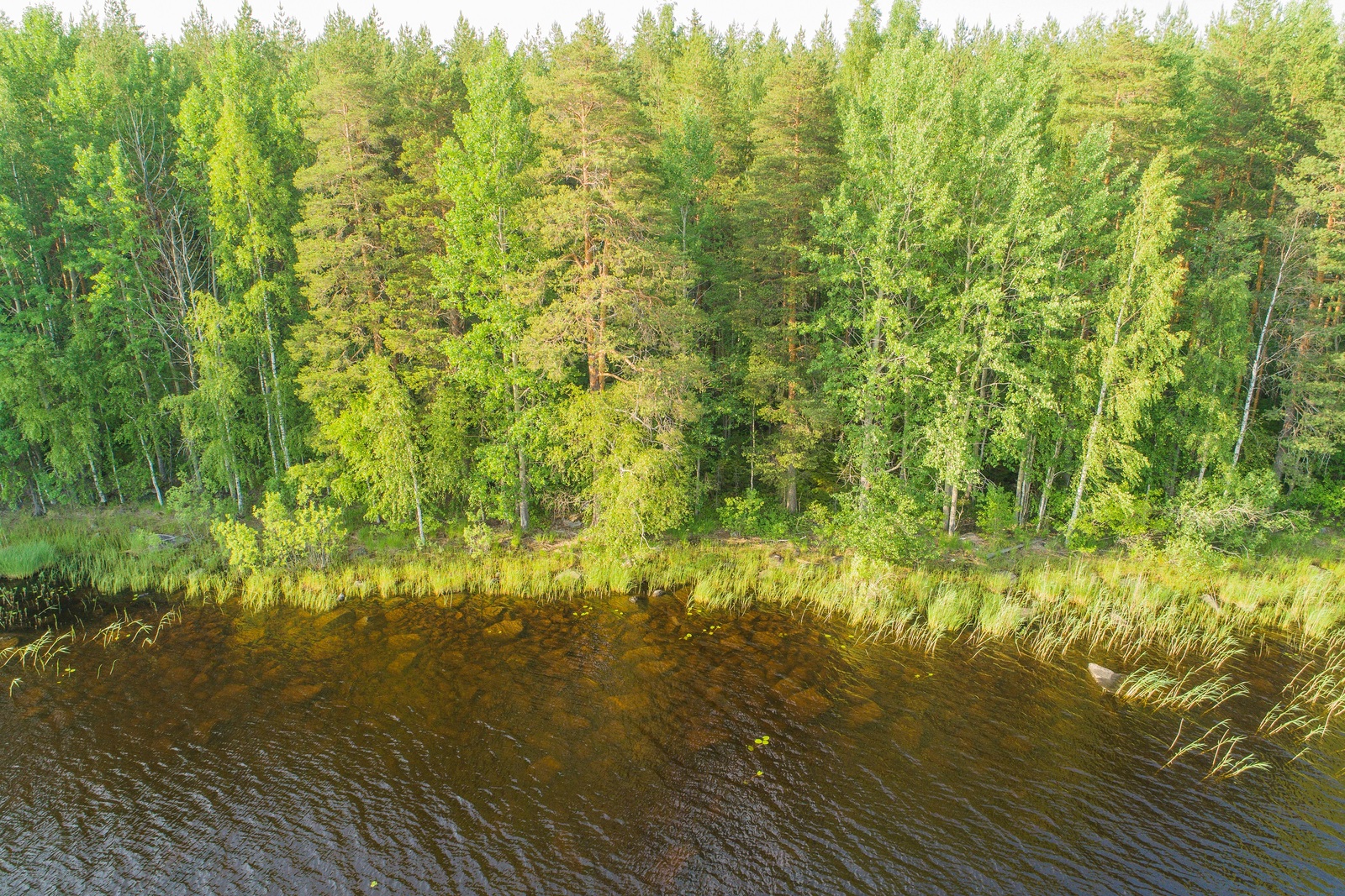 Saaren rantaviivasta alkaa kesäinen sekametsä. Rantavedessä on kiviä ja vesikasveja. Ilmakuva.