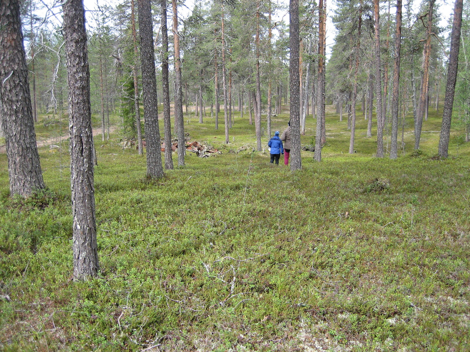 Kaksi retkeilijää seisoo rinteessä kesäisellä mäntykankaalla.