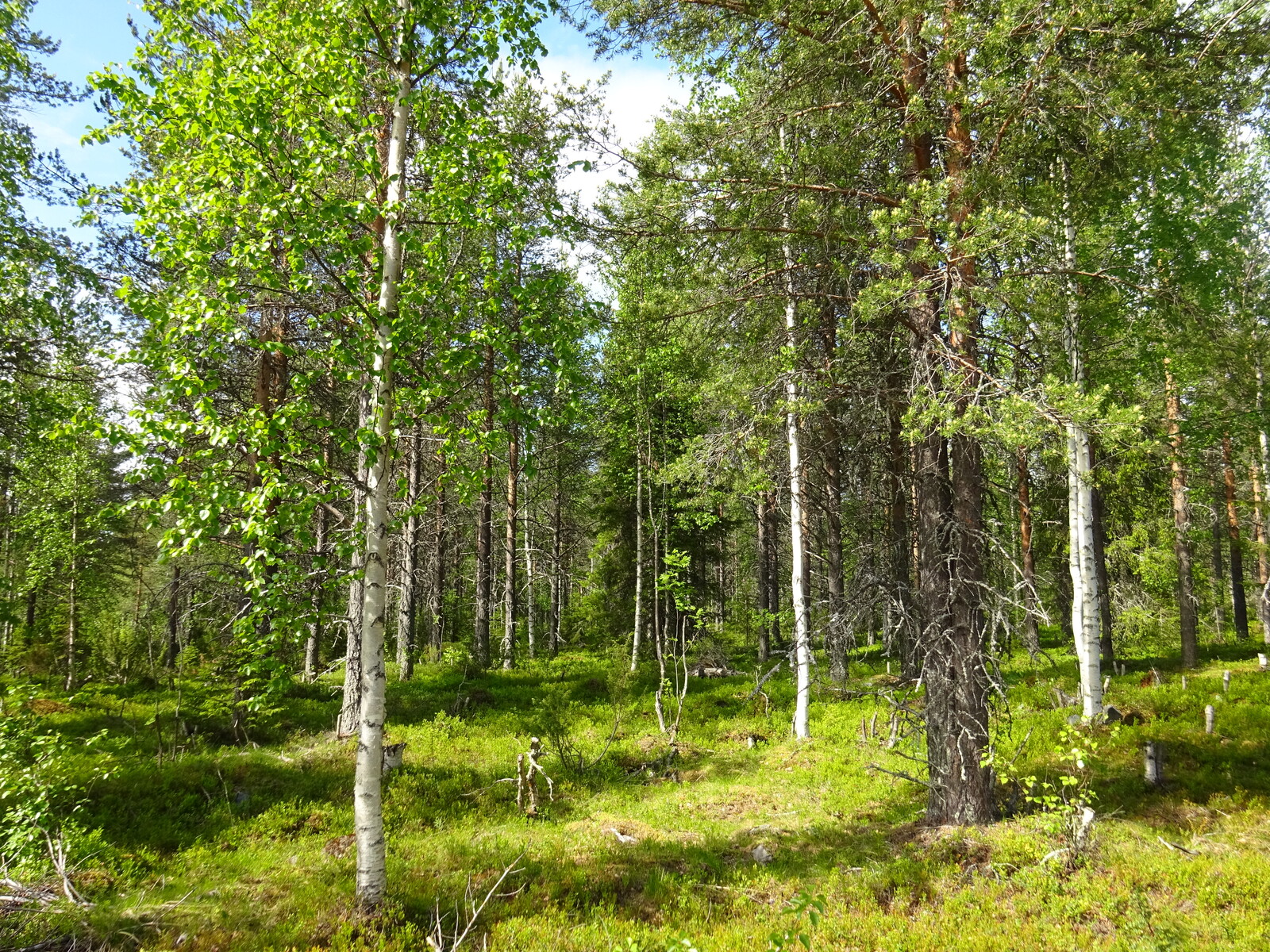 Aurinko paistaa sekametsään. Koivuissa on tuoreet lehdet.