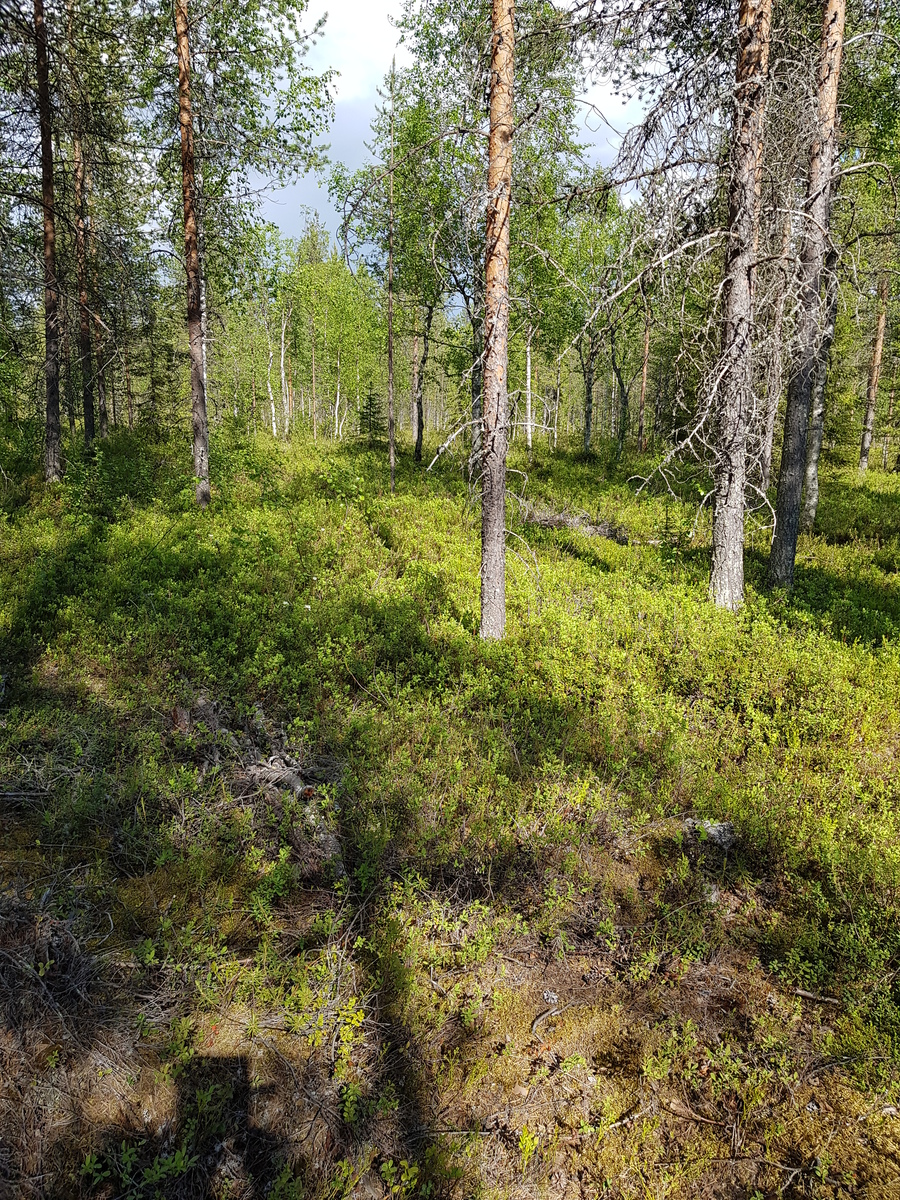 Aurinko paistaa avaraan mäntyvaltaiseen metsään ja luo puiden varjoja maahan. Taka-alalla koivuja.