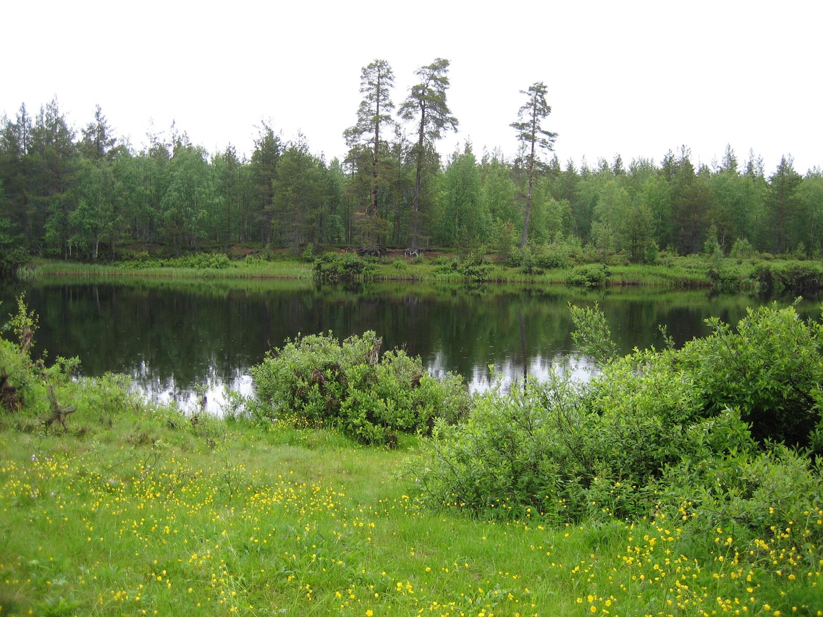 Vastarannan metsä heijastuu rantapajukon takana virtaavan joen pintaan.