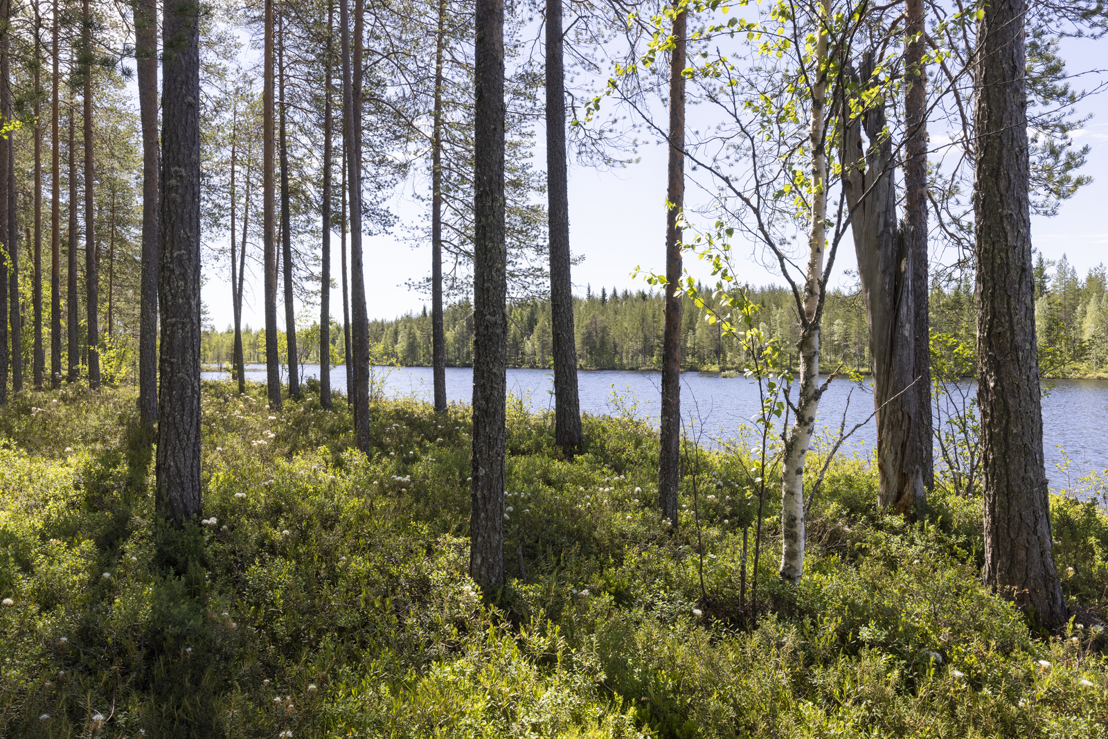 Rannassa väljästi kasvavien mäntyjen takana avautuu kesäinen järvimaisema.