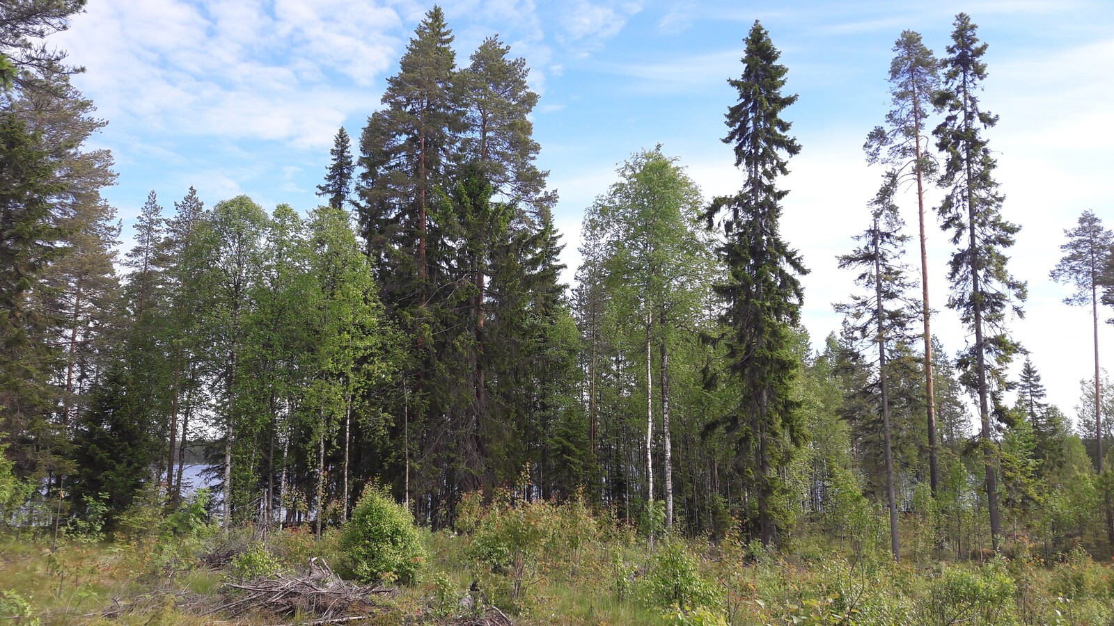 Kesäisen sekametsän edustalla on puuton alue. Taustalla häämöttää järvi.