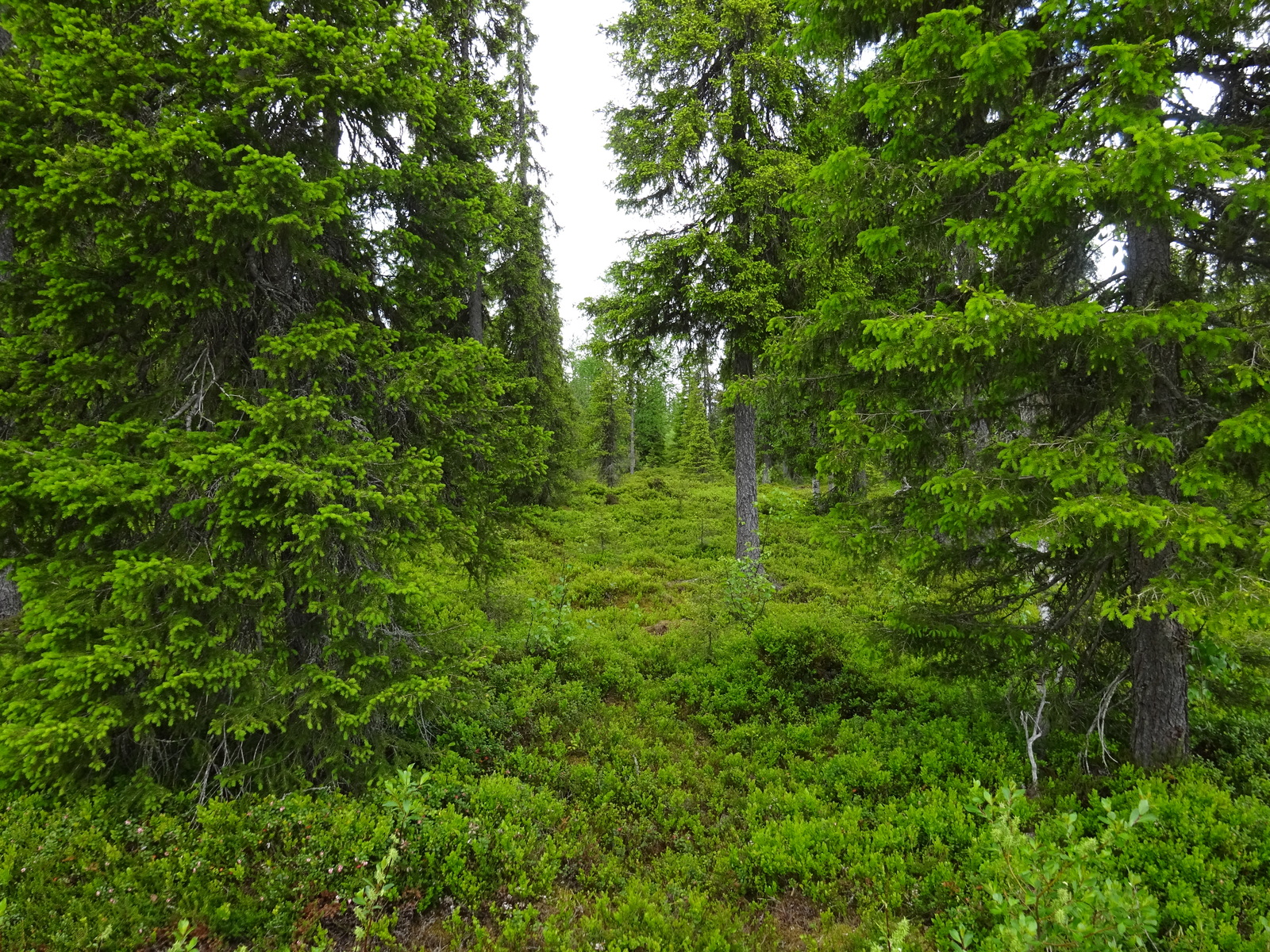 Kuusissa on runsaasti nuoria versoja eli kuusenkerkkiä. Metsän kenttäkerroksessa kasvaa mustikkaa.