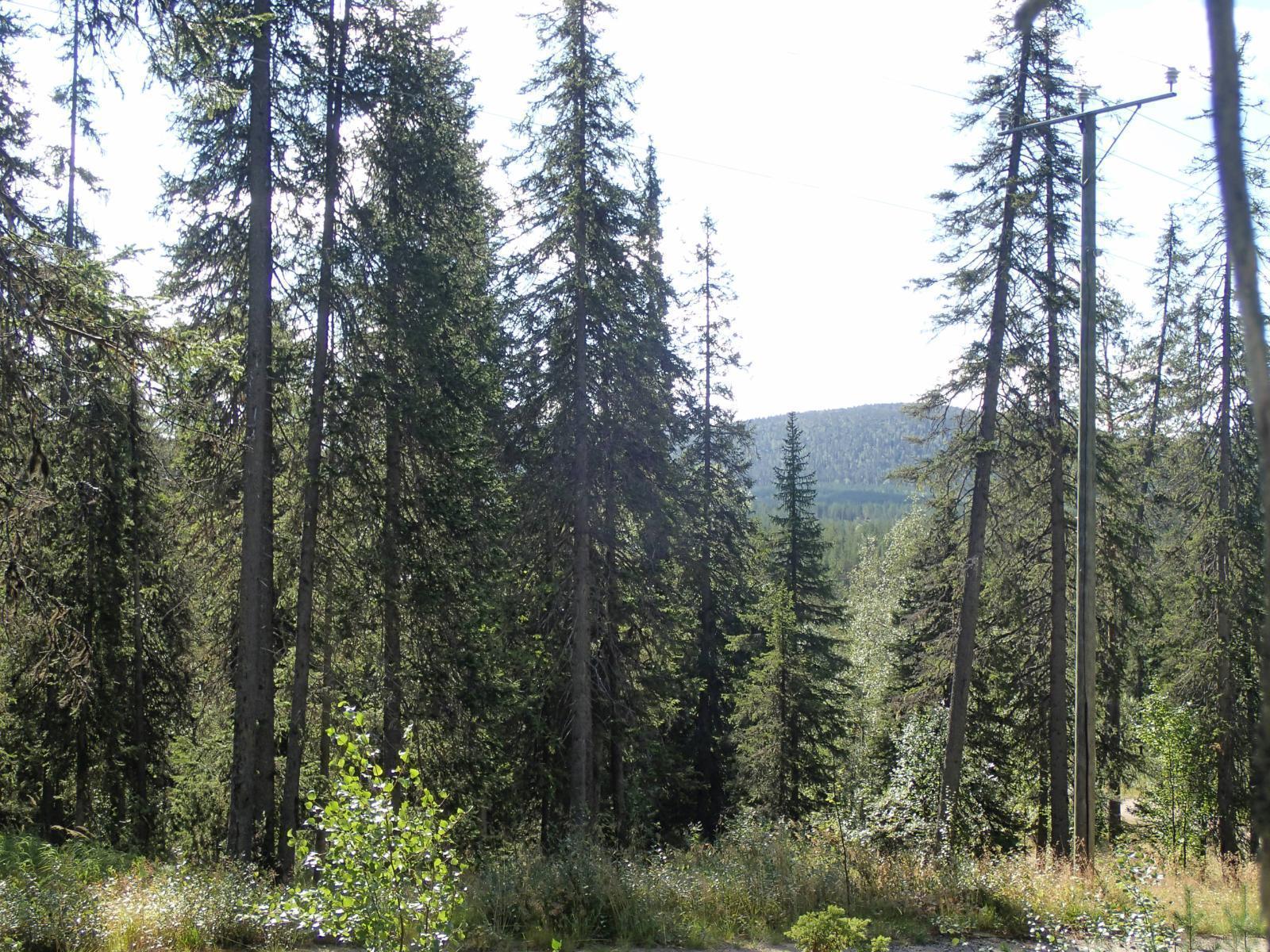 Kesämaisemassa havupuiden lomasta pilkottaa horisontissa kohoava tunturimaisema.