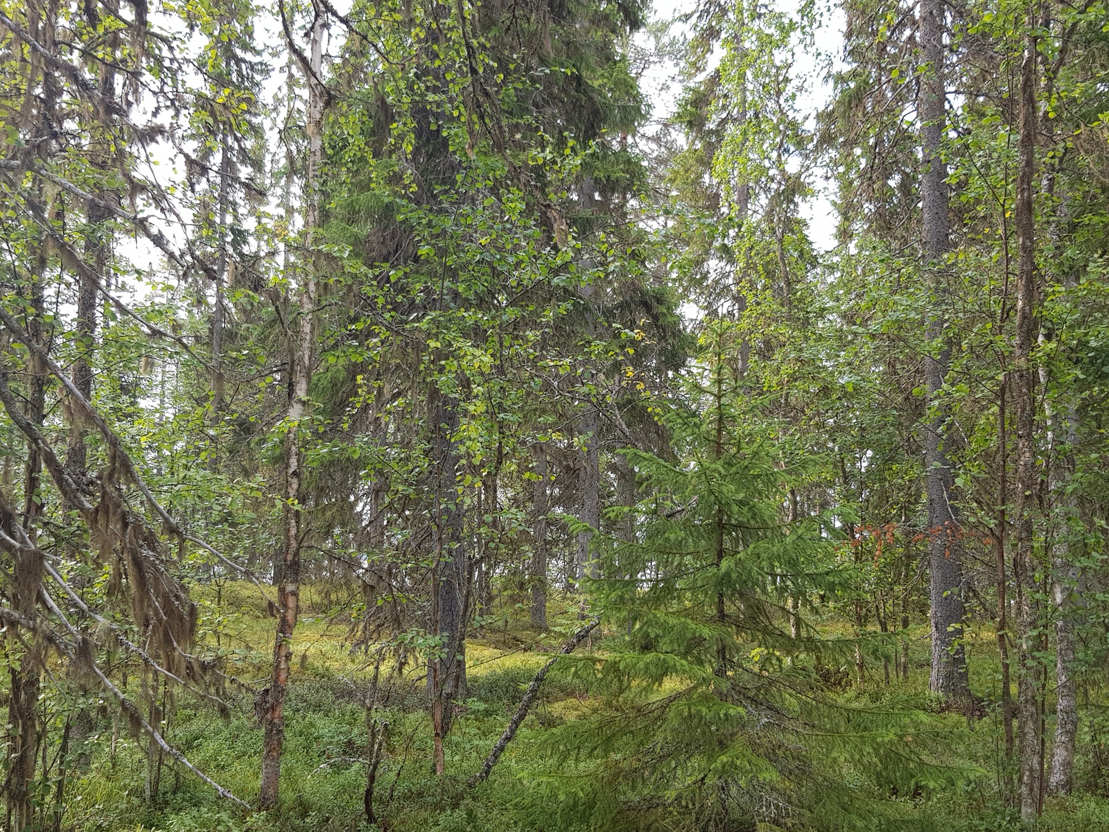 Kesäisessä sekametsässä kasvaa koivuja ja kuusia, joiden oksilla on naavaa.