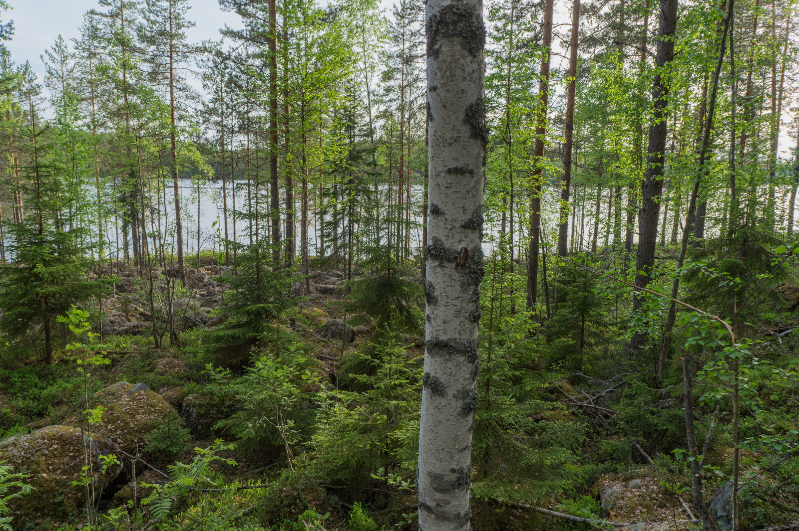 Rannassa kasvavan kesäisen sekametsän takana avautuu järvimaisema. Maasto on kivikkoinen.