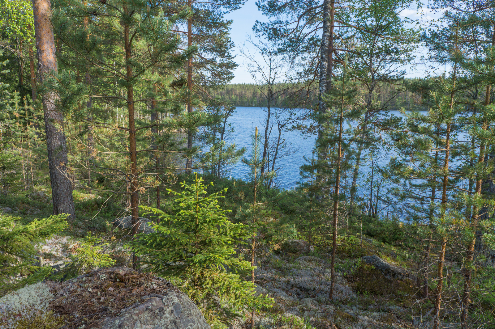 Rannassa kasvavien koivujen, kuusten ja mäntyjen takaa avautuu kesäinen järvimaisema.