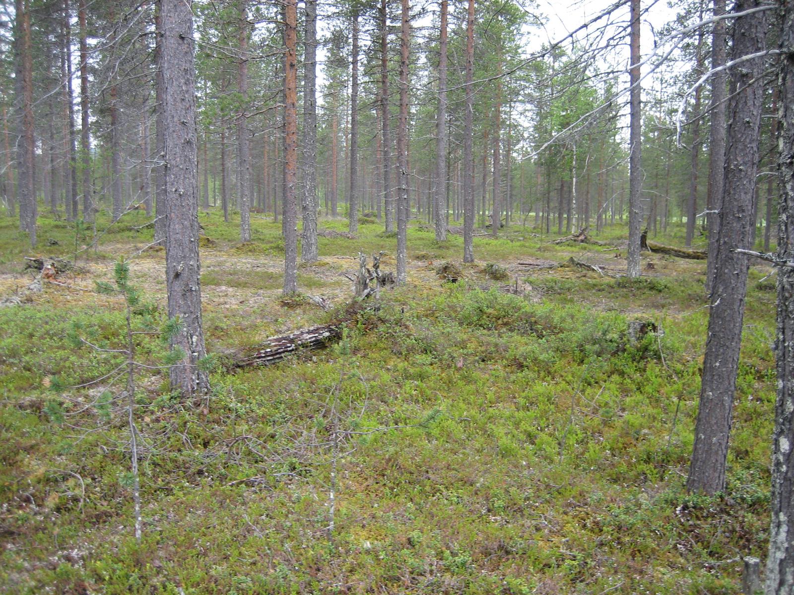 Kantoja ja kaatuneita puita mäntykankaalla.