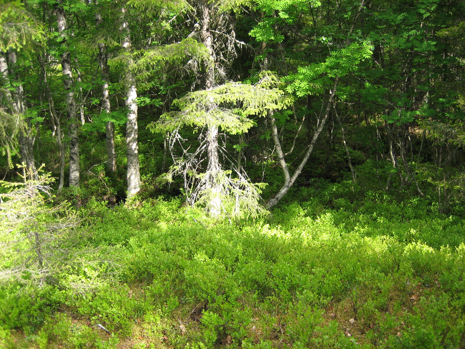 Vehreän sekametsän edustalla on puuton alue, jossa kasvaa mustikkaa.