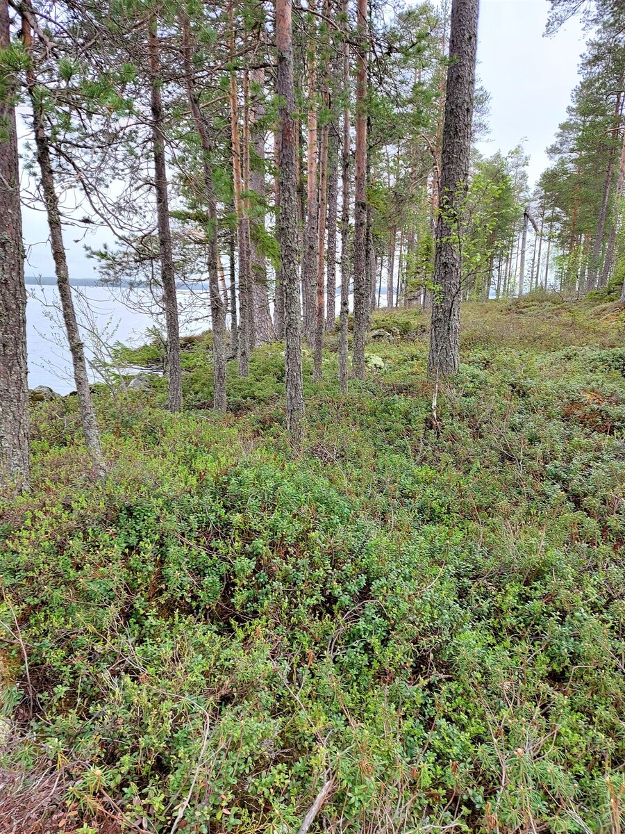 Rannassa kasvavien mäntyjen takana avautuu järvimaisema. Kenttäkerroksessa on varpukasveja.