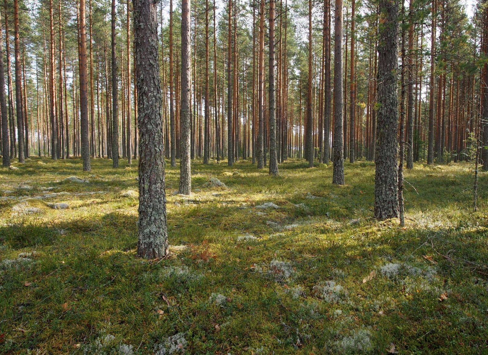 Avaralla mäntykankaalla kasvaa jäkälää varpukasvien ja sammaleiden joukossa.