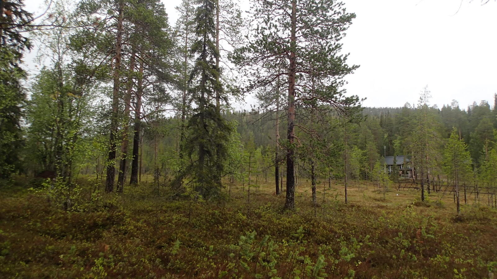 Havupuiden takana olevan suon reunalla on mökki. Sen takana kohoaa metsäinen rinne.