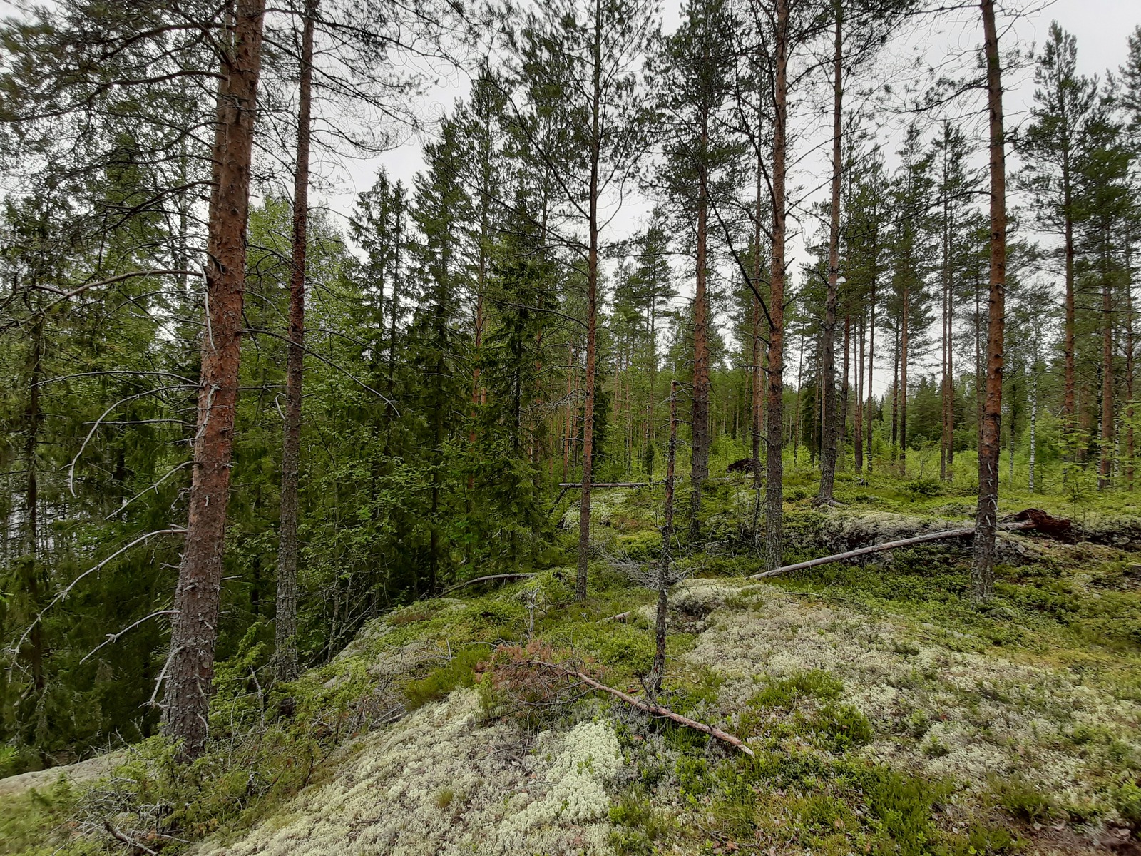 Havupuuvaltainen metsä kasvaa kallioisessa maastossa.