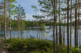 Rannassa kasvavien koivujen ja mäntyjen takana avautuu kesäinen järvimaisema.