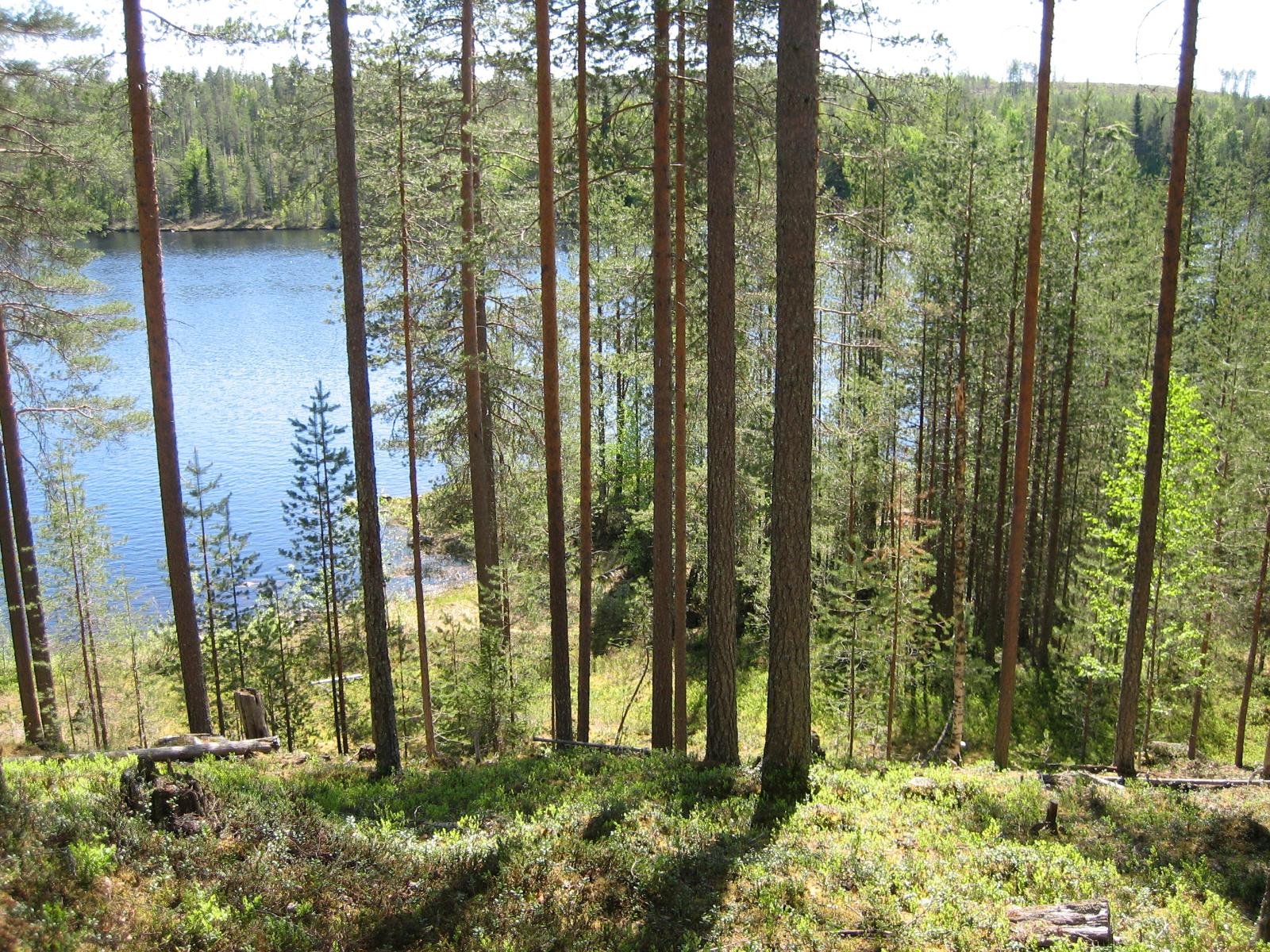 Mäntyvaltainen metsä kasvaa rantaan laskeutuvassa rinteessä. Taustalla avautuu järvimaisema.