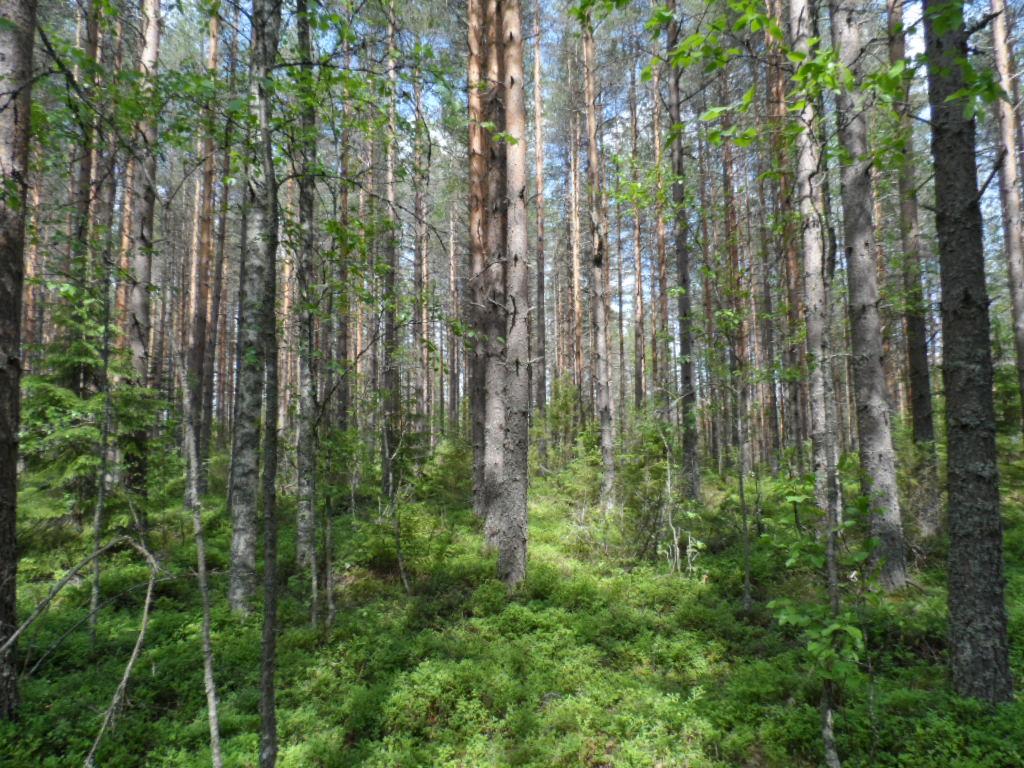 Kesäisessä sekametsässä kasvaa koivuja, mäntyjä, katajia ja nuoria kuusia.