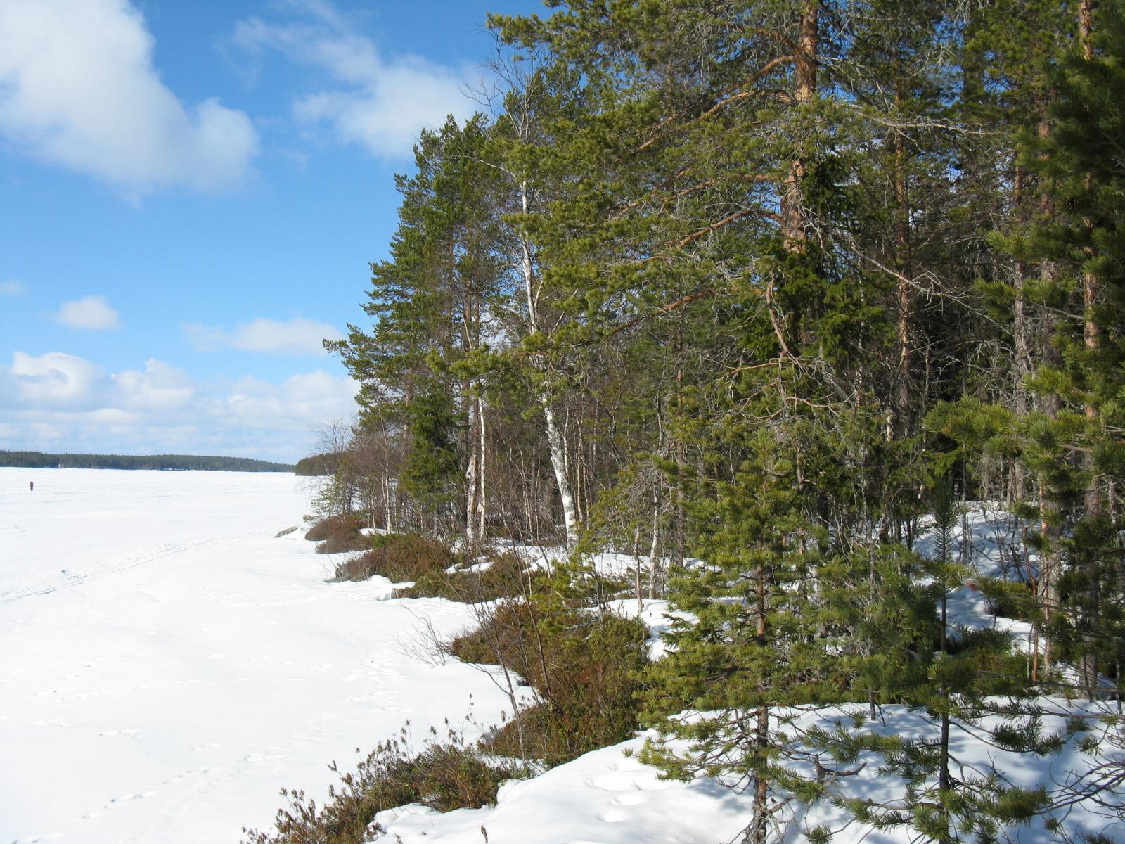Jäätynyttä järveä reunustaa mäntyvaltainen metsä, jossa on lumipeite maassa.