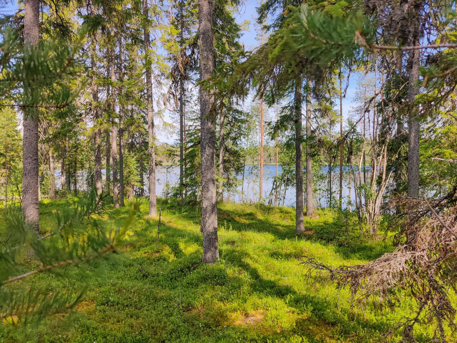 Aurinko paistaa havupuuvaltaiseen mestään, jonka takana häämöttää järvi.