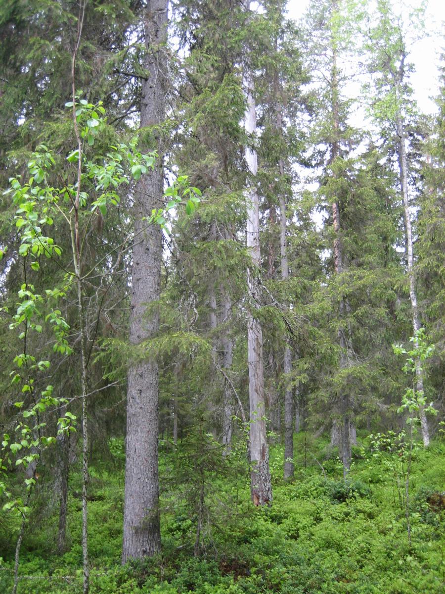 Kuusivaltaisessa metsässä kasvaa myös koivuja. Aluskasvillisuutena on mustikanvarpuja.