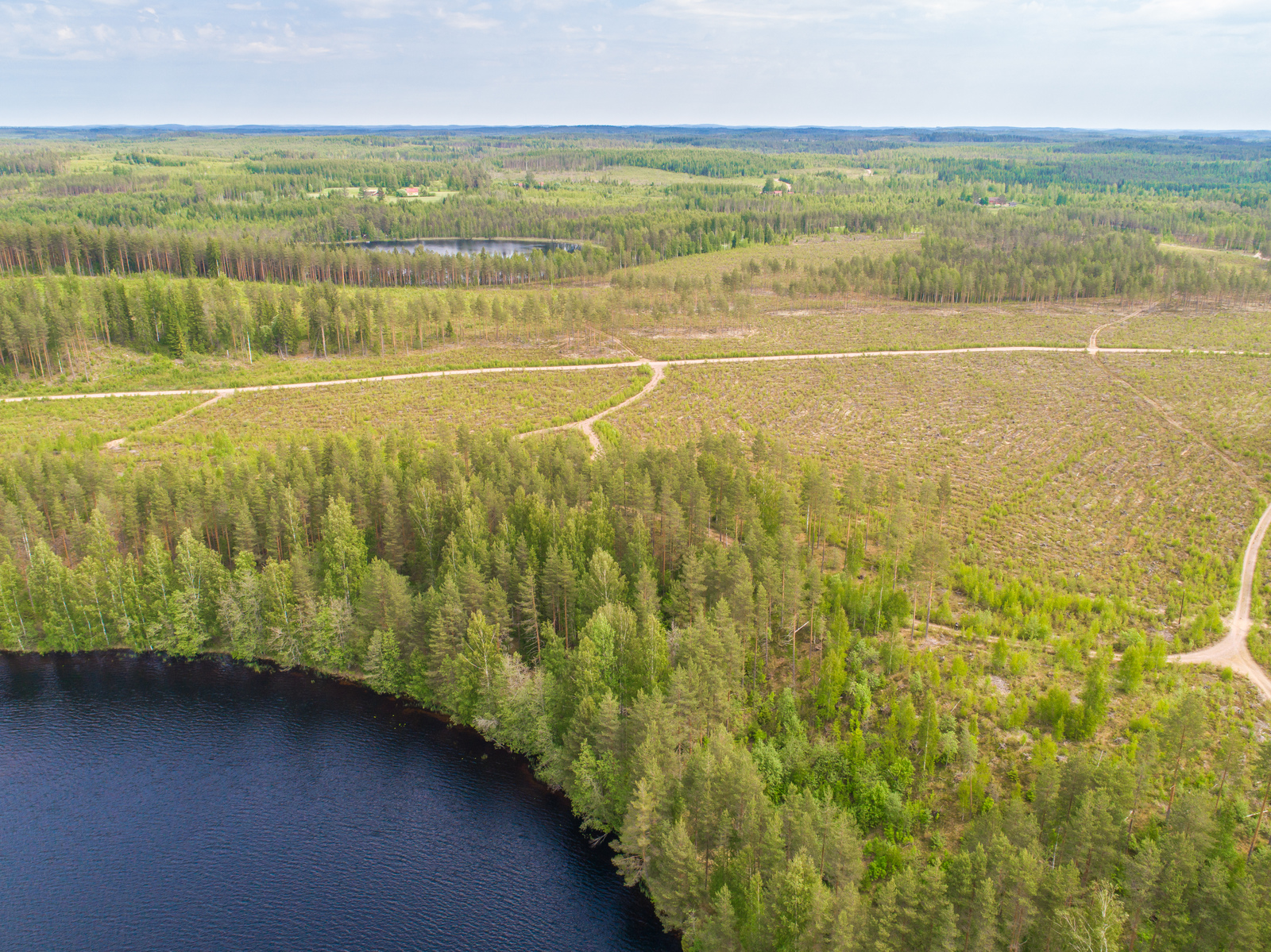 Tie kulkee hakkuuaukealla ja haarautuu kohti metsän reunustamaa järveä. Ilmakuva.