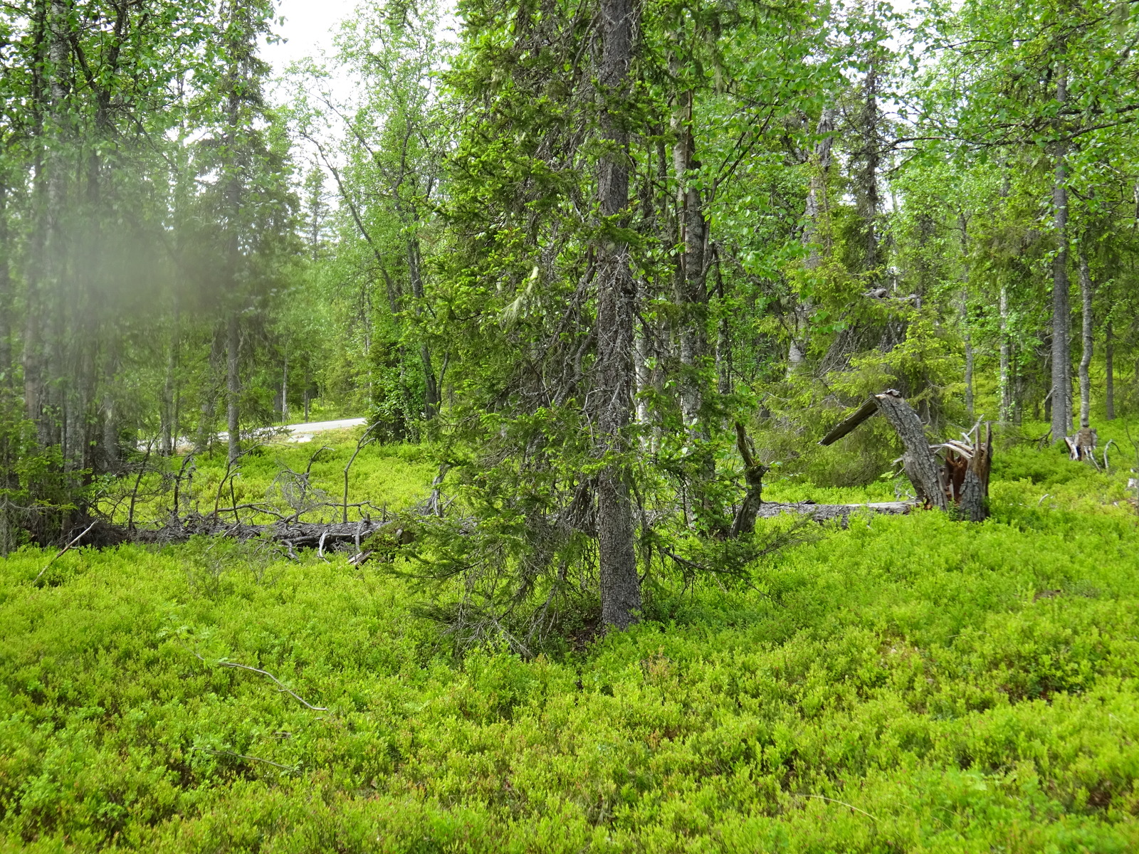 Vehreän kuusivaltaisen metsän kenttäkerroksessa kasvaa mustikanvarpuja. Maassa on kaatunut puu.