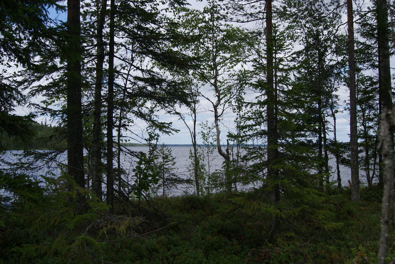 Rannassa kasvavien lehti- ja havupuiden takaa avautuu kesäinen järvimaisema.