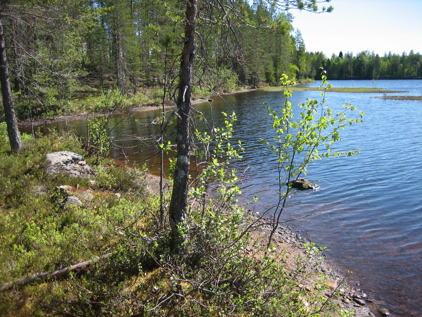 Puut reunustavat mutkittelevaa rantaviivaa kesäisessä järvimaisemassa.