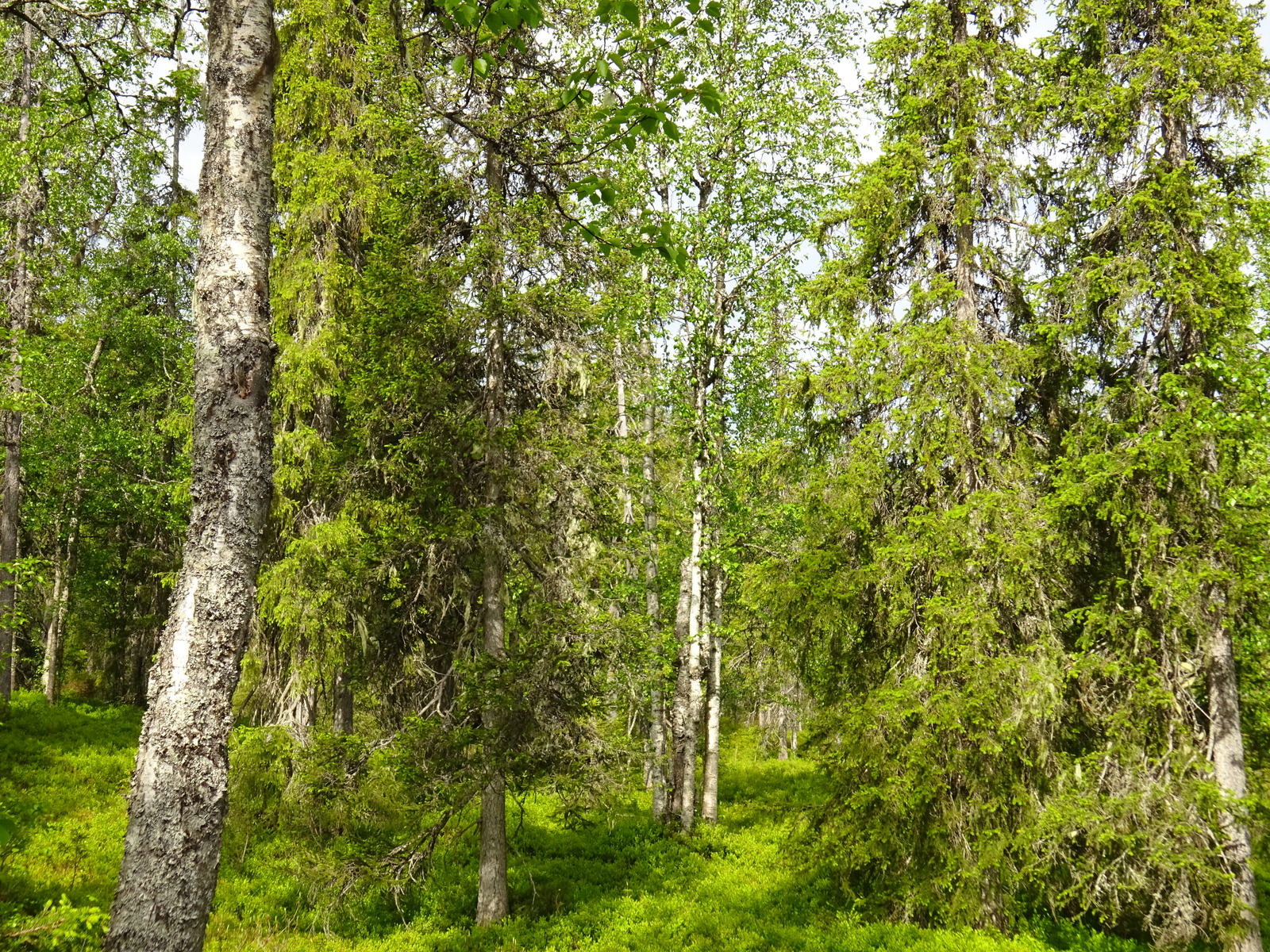 Runsaskasvuisessa metsässä kasvaa kuusia ja koivua.