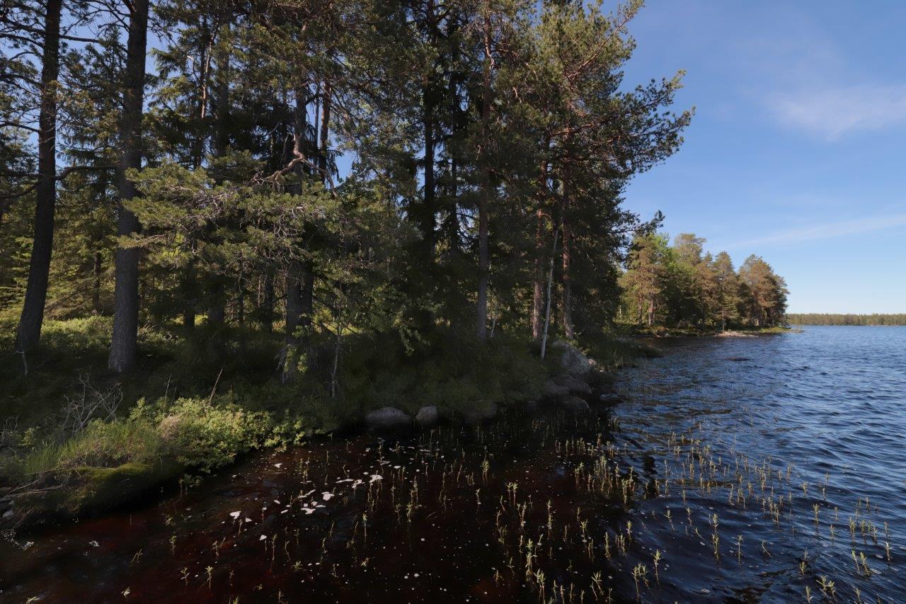 Kesäisessä järvimaisemassa rannalla kasvaa havupuita ja etualalla on vesikasveja.