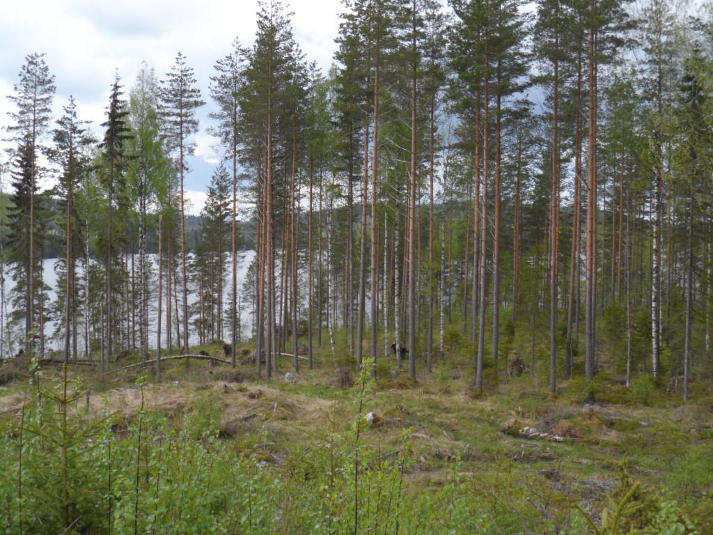 Mäntyvaltaisen metsän edustalla on puuton alue. Taustalla häämöttää järvi.