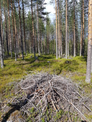 Aurinko paistaa avaraan mäntymetsään. Etualalla on risukasa.