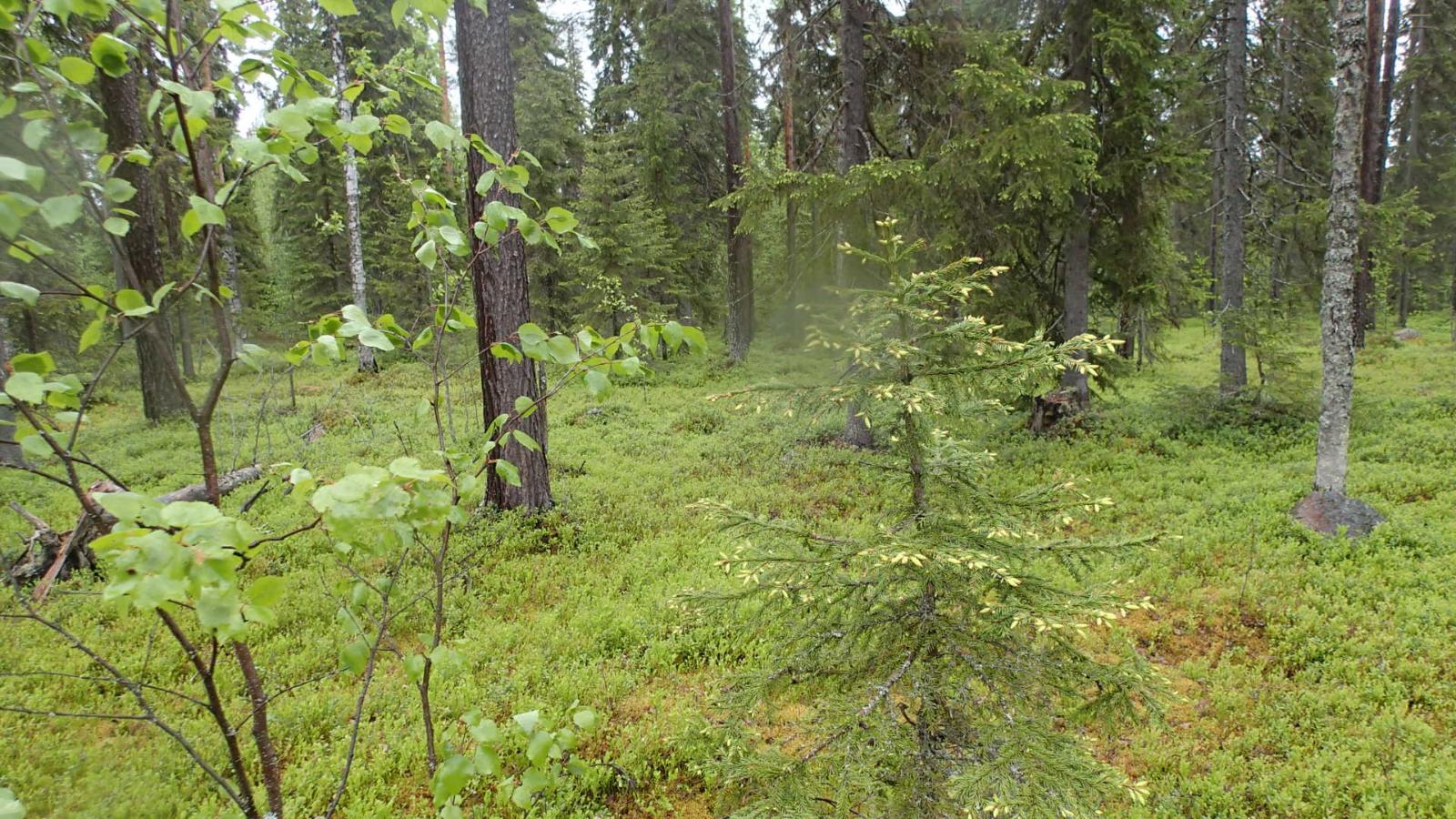 Kesäisessä sekametsässä kasvaa koivuja, kuusia ja mäntyjä.