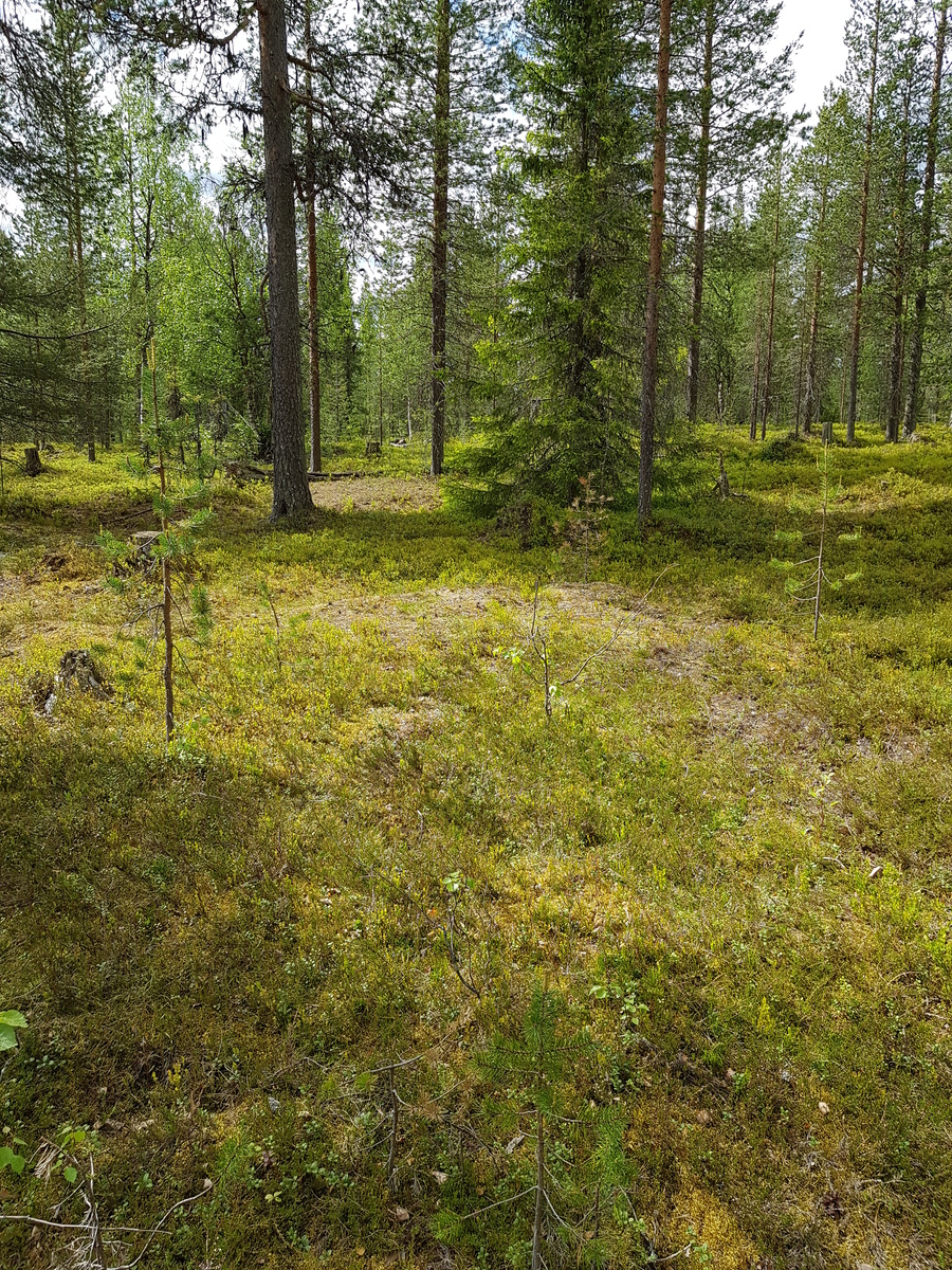 Havupuuvaltaisen metsän aluskasvillisuutena on varpukasveja.