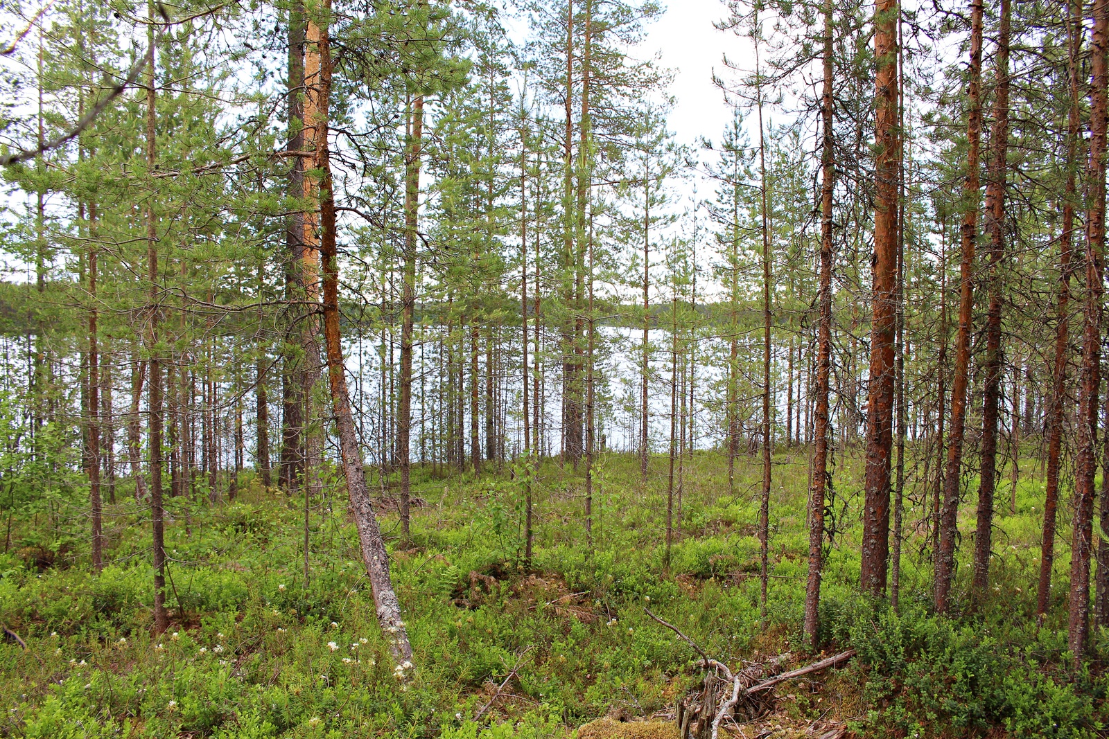 Rannan tuntumassa kasvavan mäntymetsän takana häämöttää järvi.