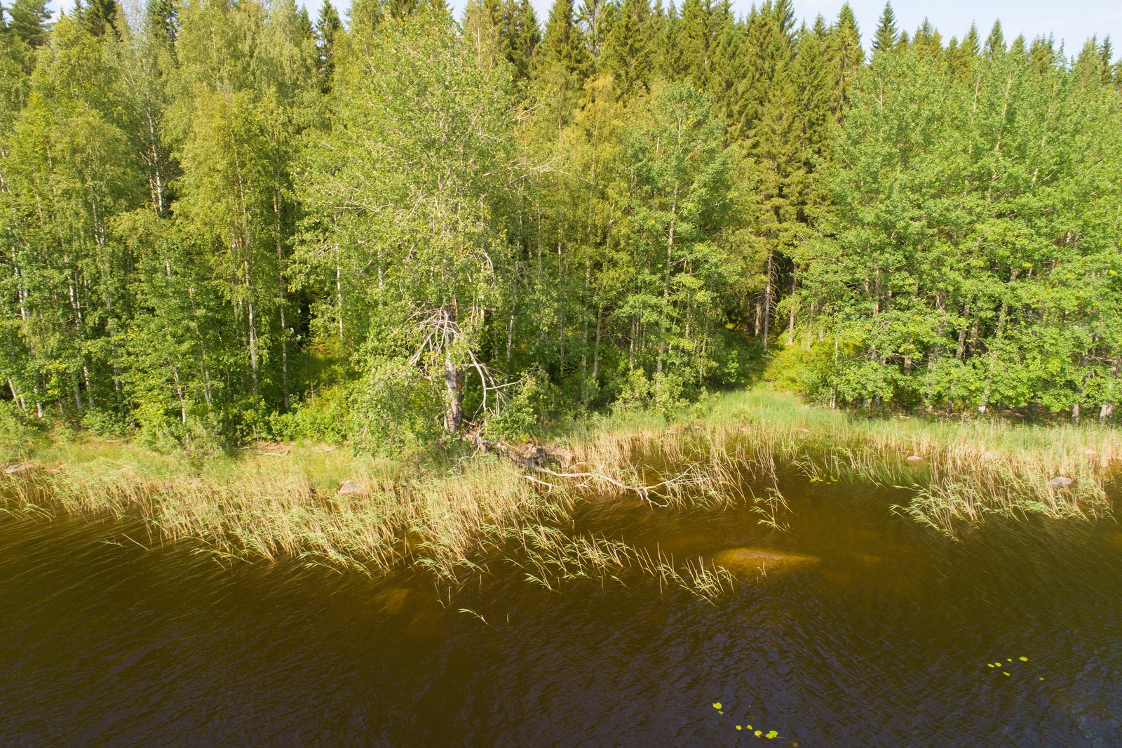 Vehreä sekametsä reunustaa järveä. Rantavedessä kasvaa vesikasveja. Ilmakuva.