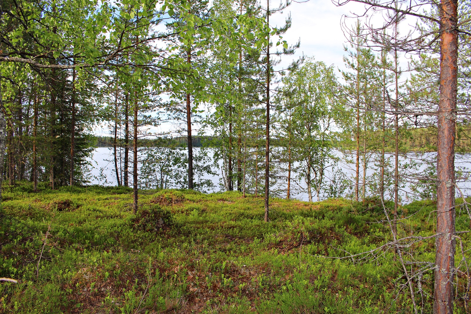 Rannan tuntumassa kasvavien mäntyjen, koivujen ja kuusten takana aukeaa järvimaisema.