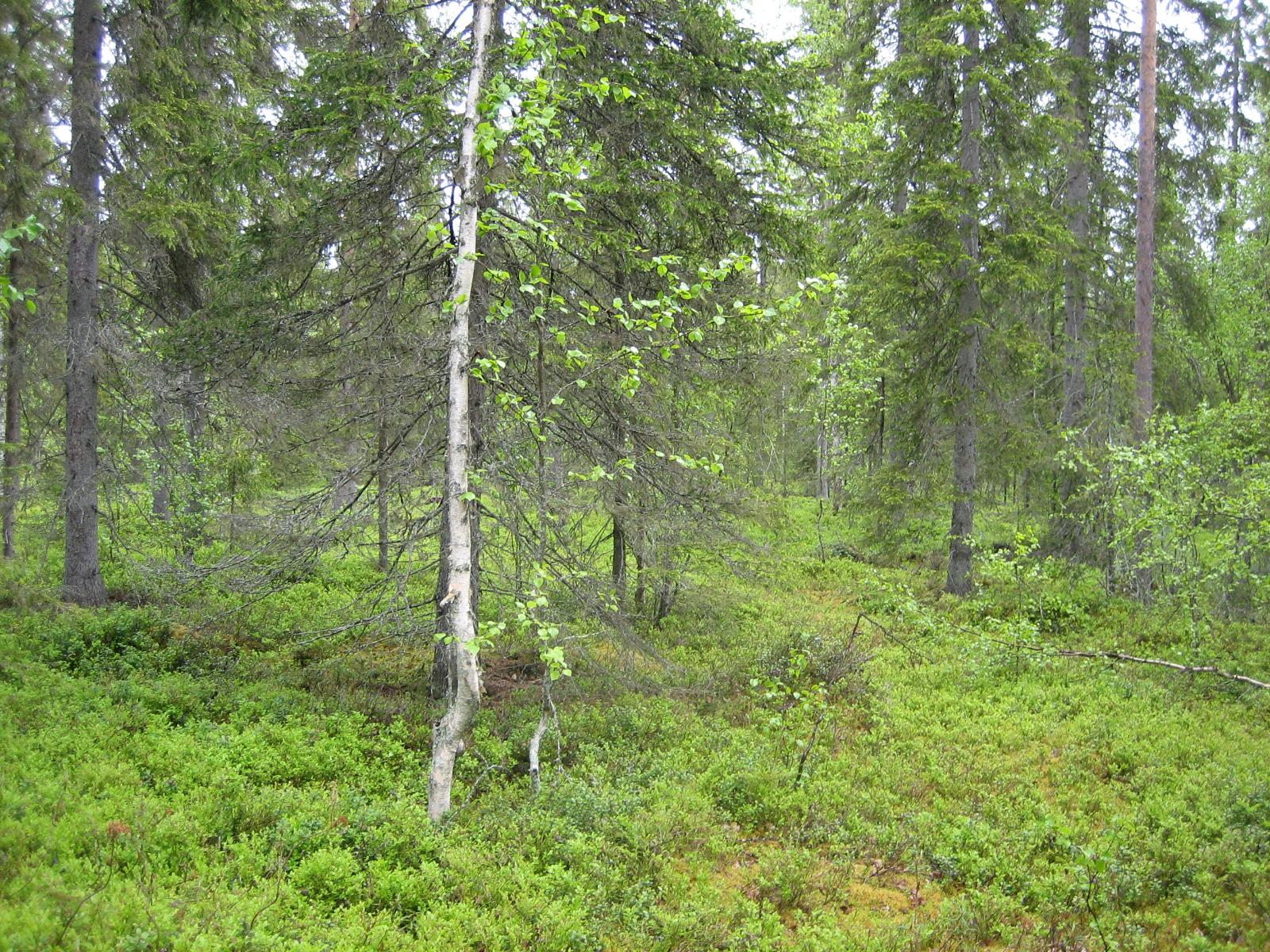 Kuusivaltaisessa metsässä kasvaa myös koivuja. Aluskasvillisuutena on mustikanvarpuja.