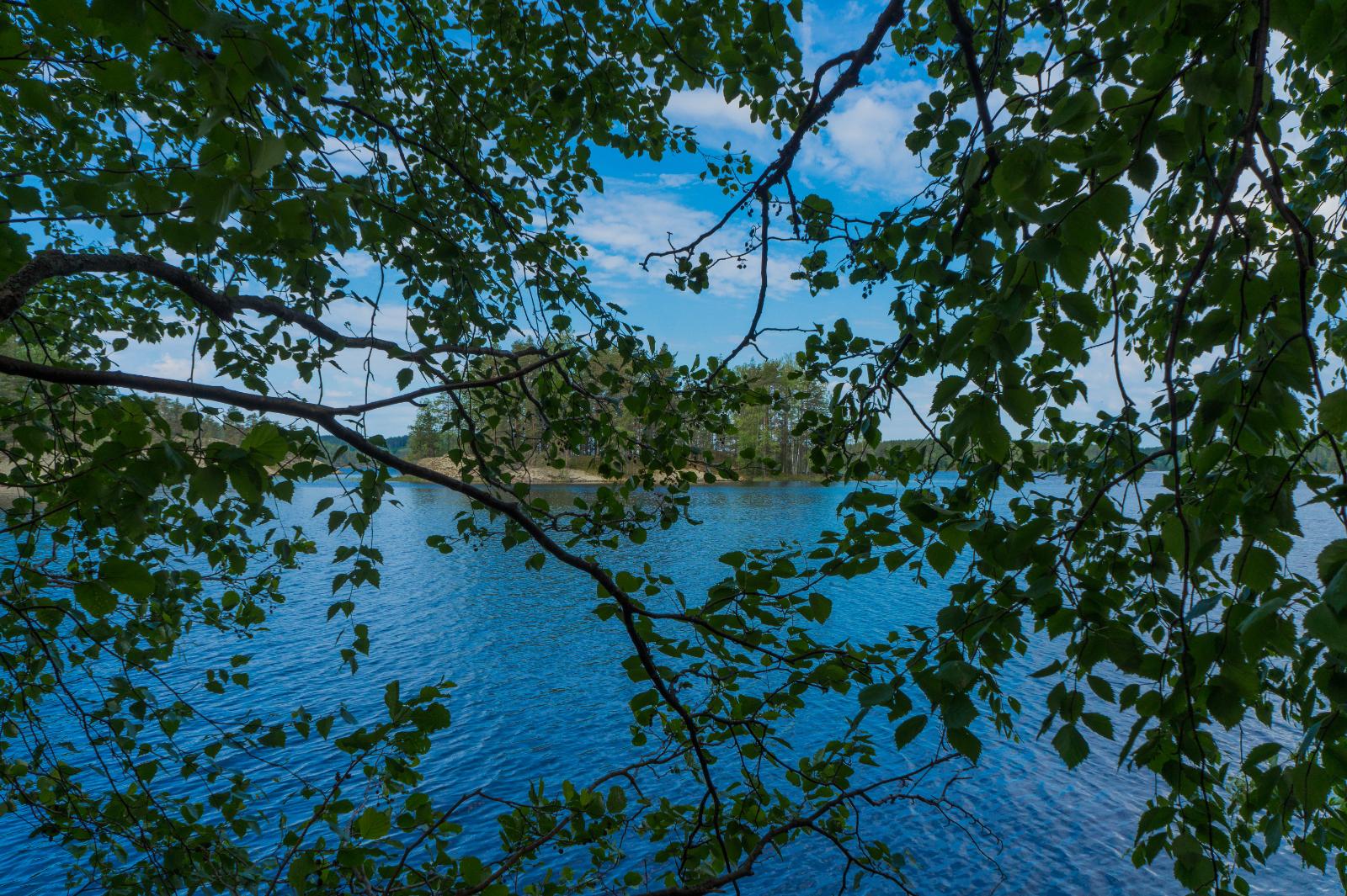 Rantakoivujen oksat kaartuvat kohti kesäistä järvimaisemaa. Taustalla saaressa on kallioinen ranta.