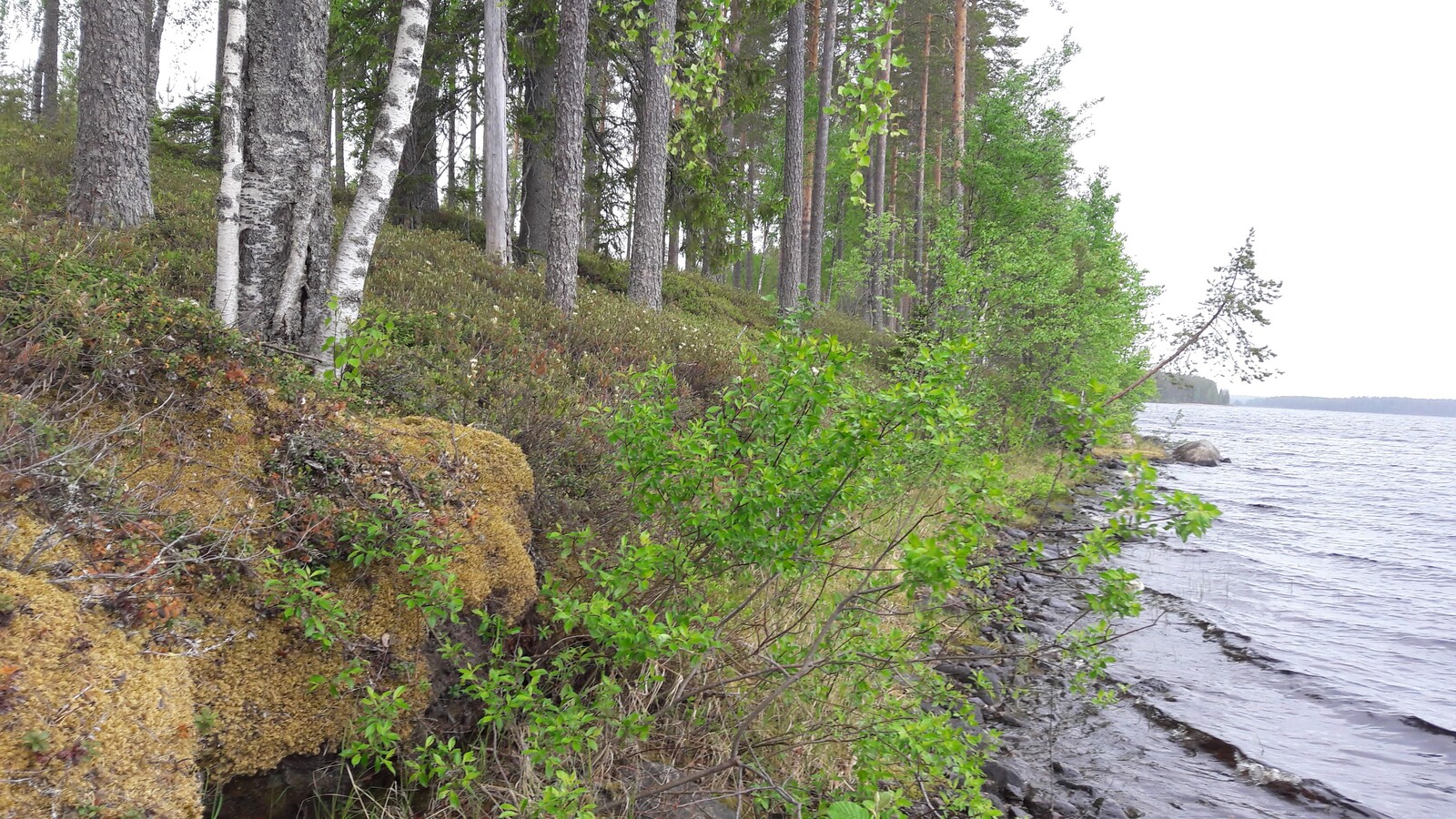 Mäntymetsä kasvaa loivassa rantaan laskeutuvassa rinteessä. Rantatörmällä kasvaa pajuja.