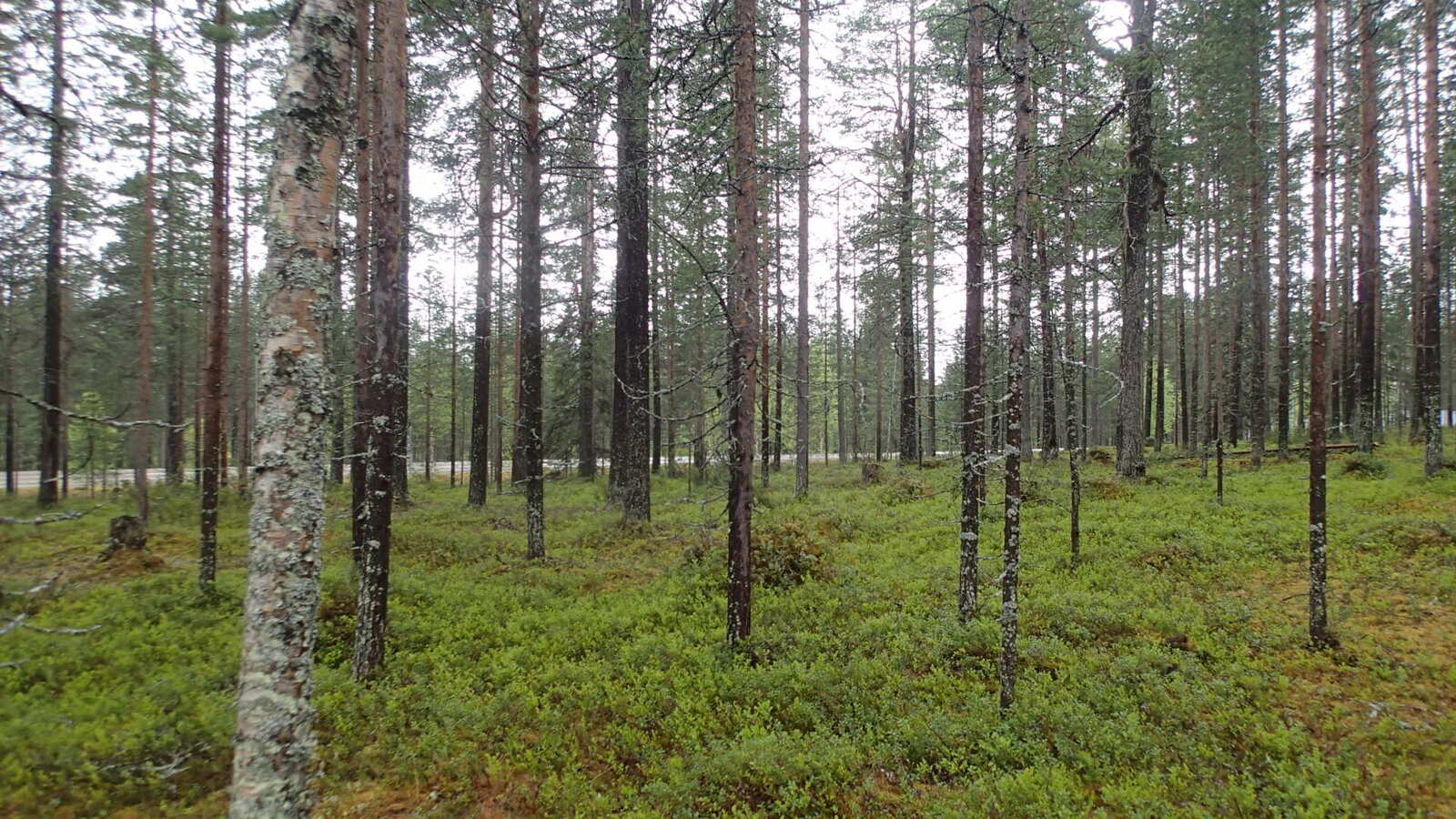 Taka-alalla pilkottava tie kulkee avaran mäntykankaan läpi.