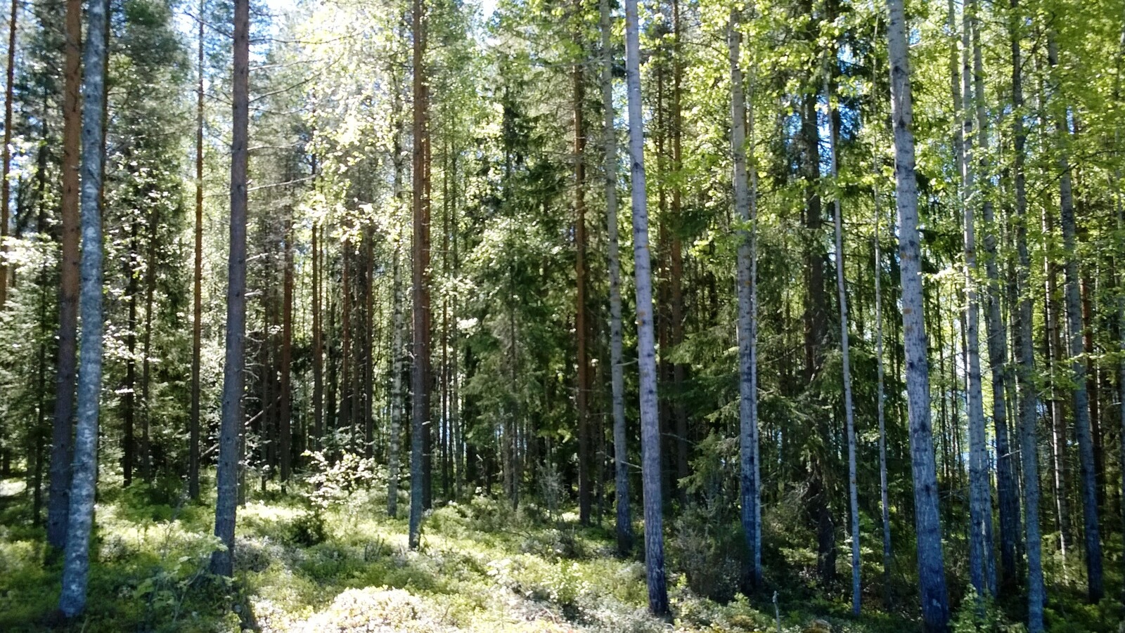 Aurinko paistaa kesäiseen sekametsään.