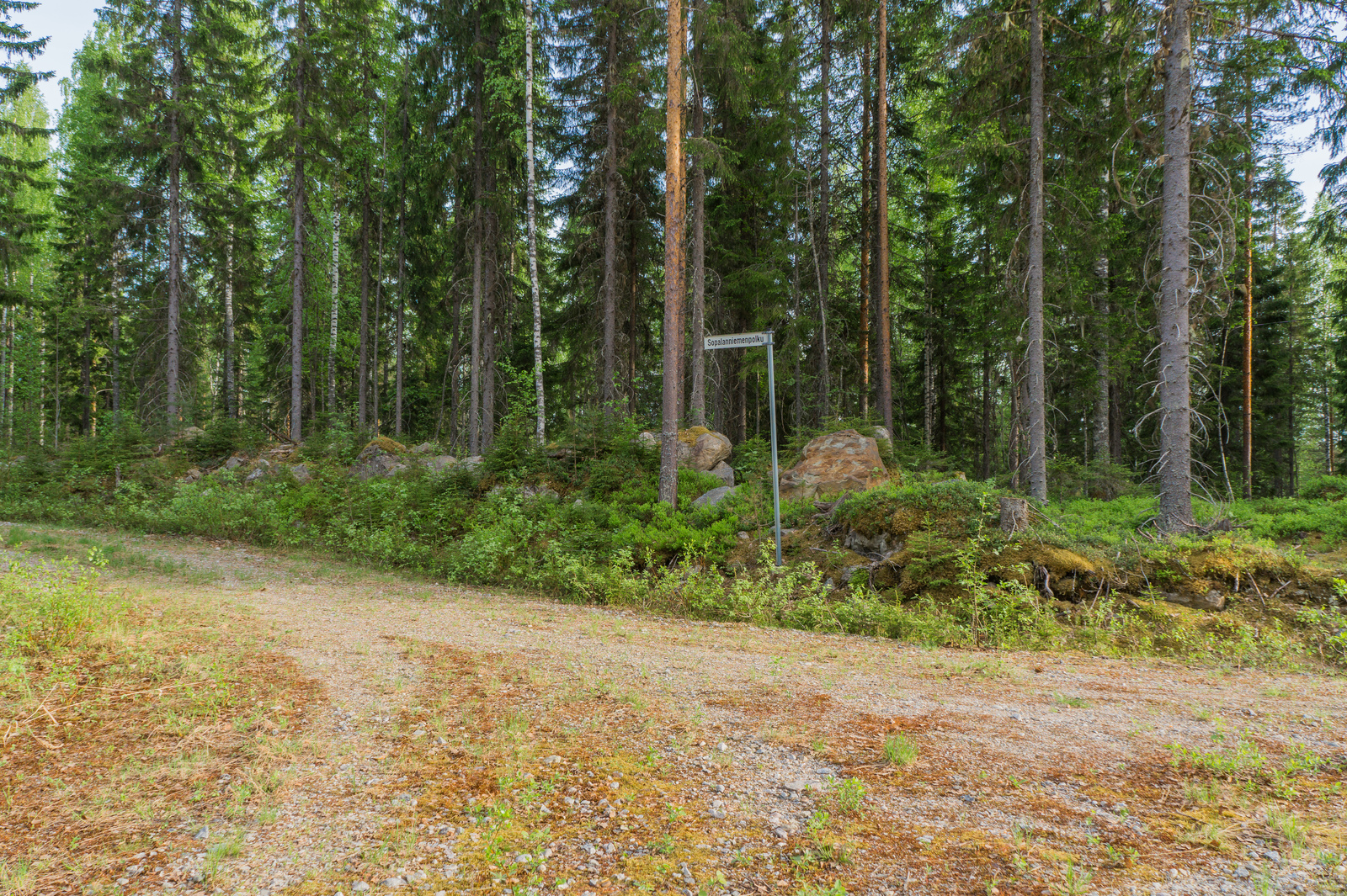 Hiekkatie haarautuu kuusivaltaisessa metsässä. Tienviitassa lukee "Sopalanniemenpolku".