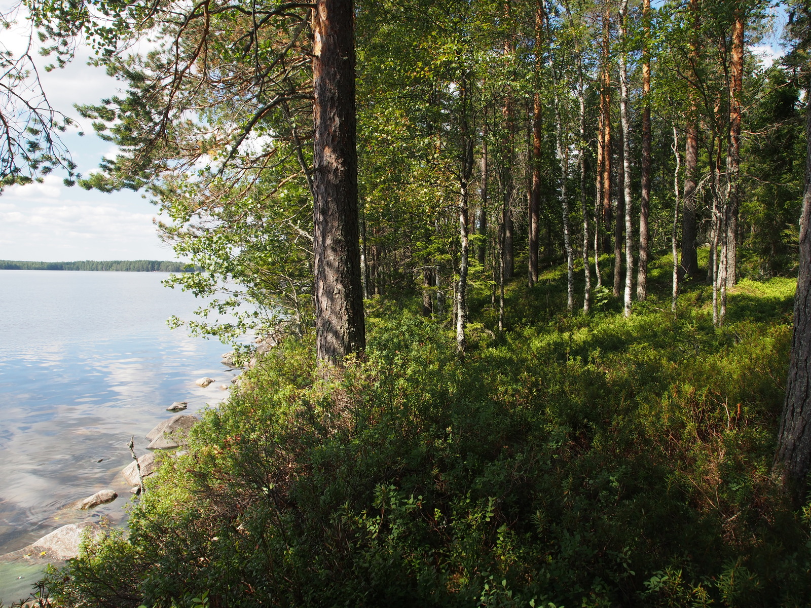 Rannassa kasvavan kesäisen metsän vasemmalla puolella avautuu järvimaisema. Rantaviiva on kivinen.