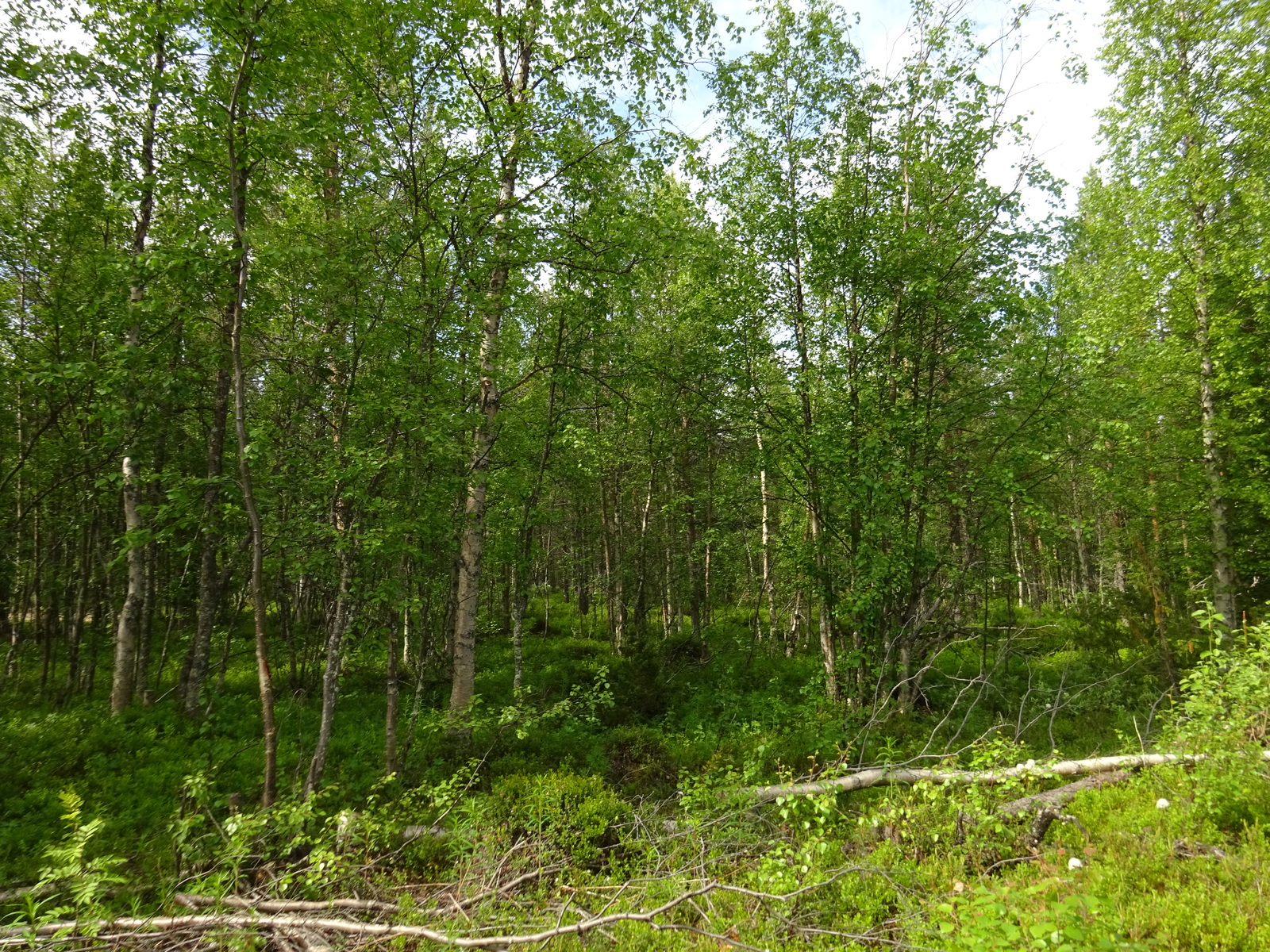 Kesäisessä sekametsässä kasvaa vehreitä koivuja ja havupuita.