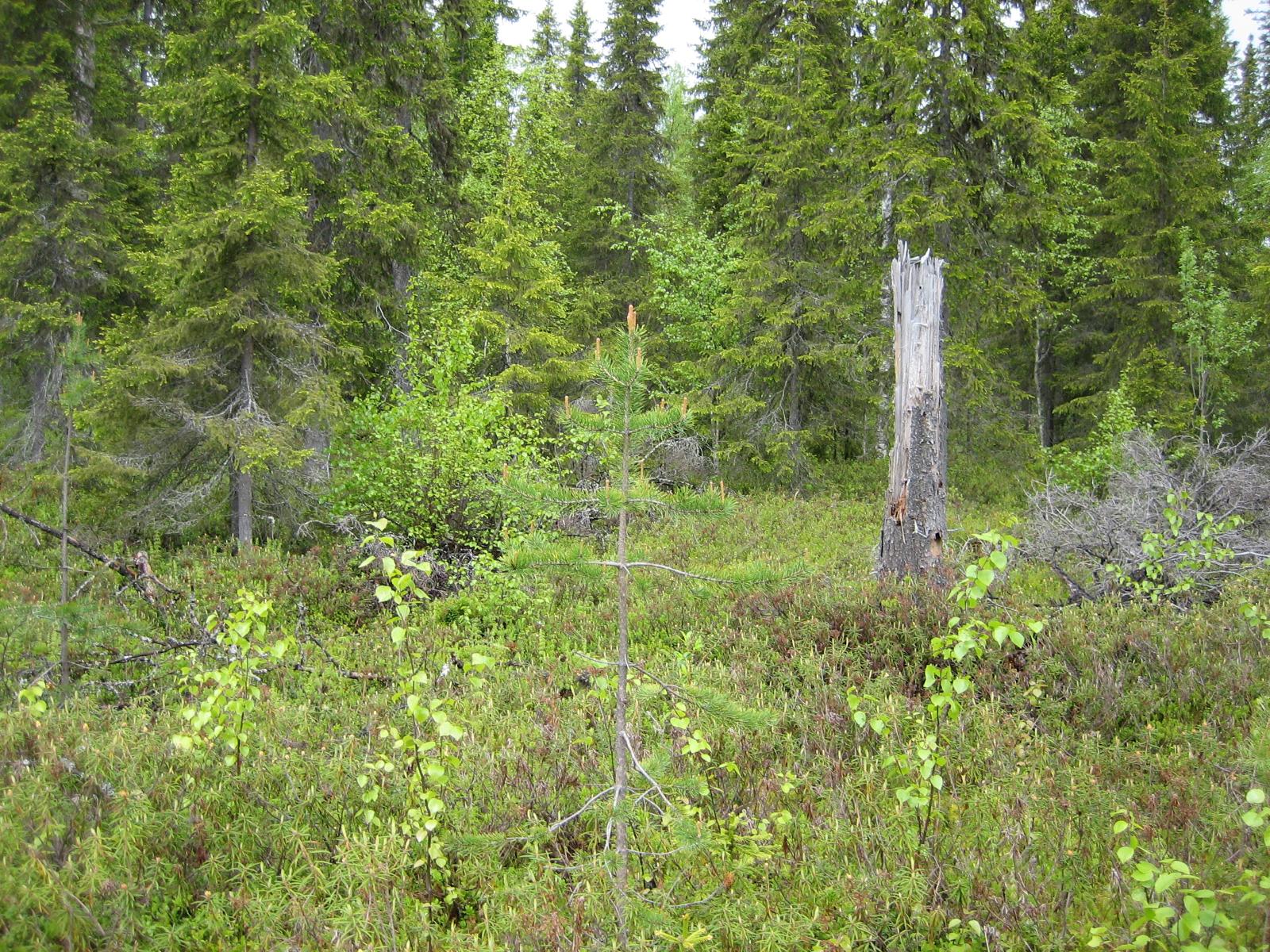 Kuusivaltaisessa metsässä kasvaa myös koivuja ja mäntyjä. Etualalla on lahonnut kanto.