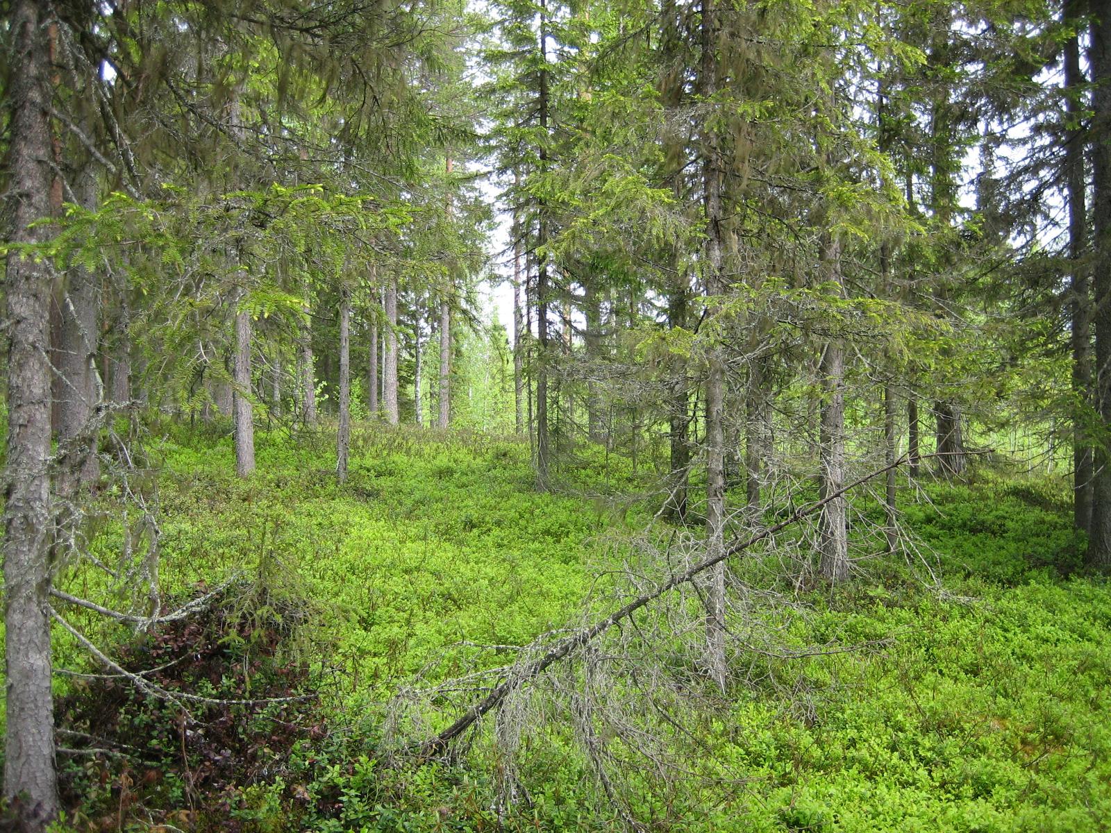 Kesäisessä sekametsässä kasvaa koivuja, kuusia ja mäntyjä.