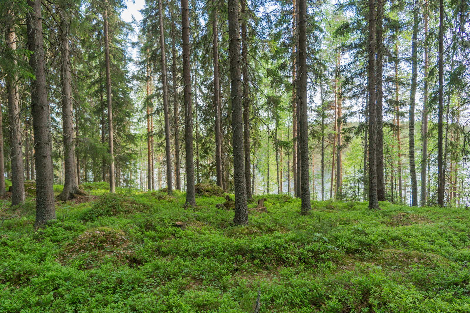 Kuusikon takana rinteessä kasvaa sekametsä ja puiden lomasta häämöttää järvi.