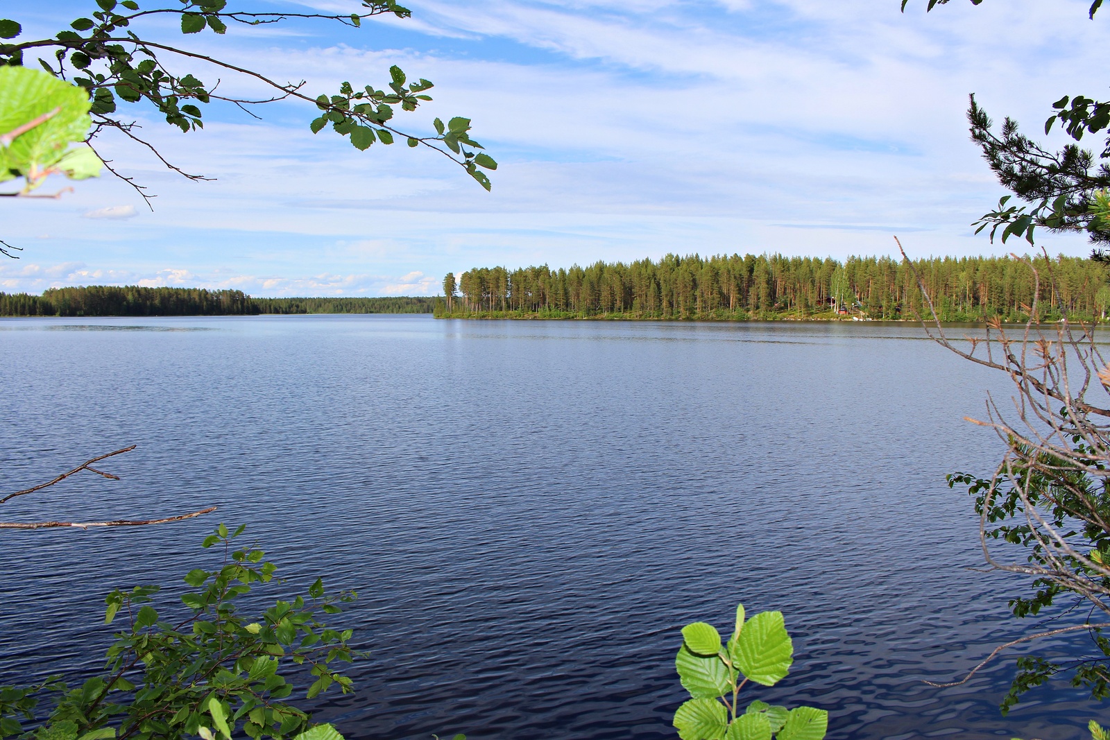 Puiden oksat reunustavat kesäistä järvimaisemaa.