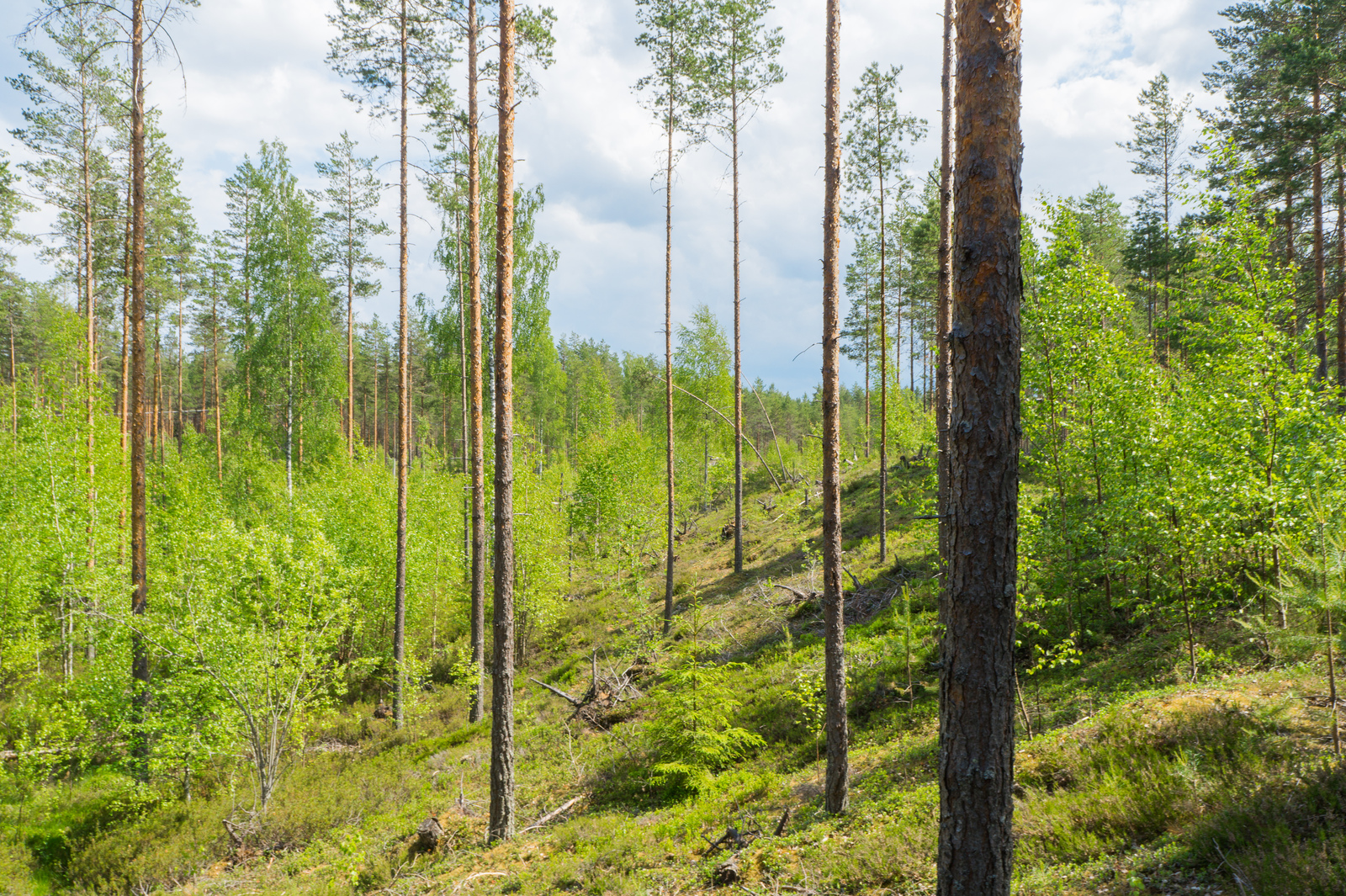 Aurinko paistaa rinteessä kasvavaan mäntyvaltaiseen sekametsään.